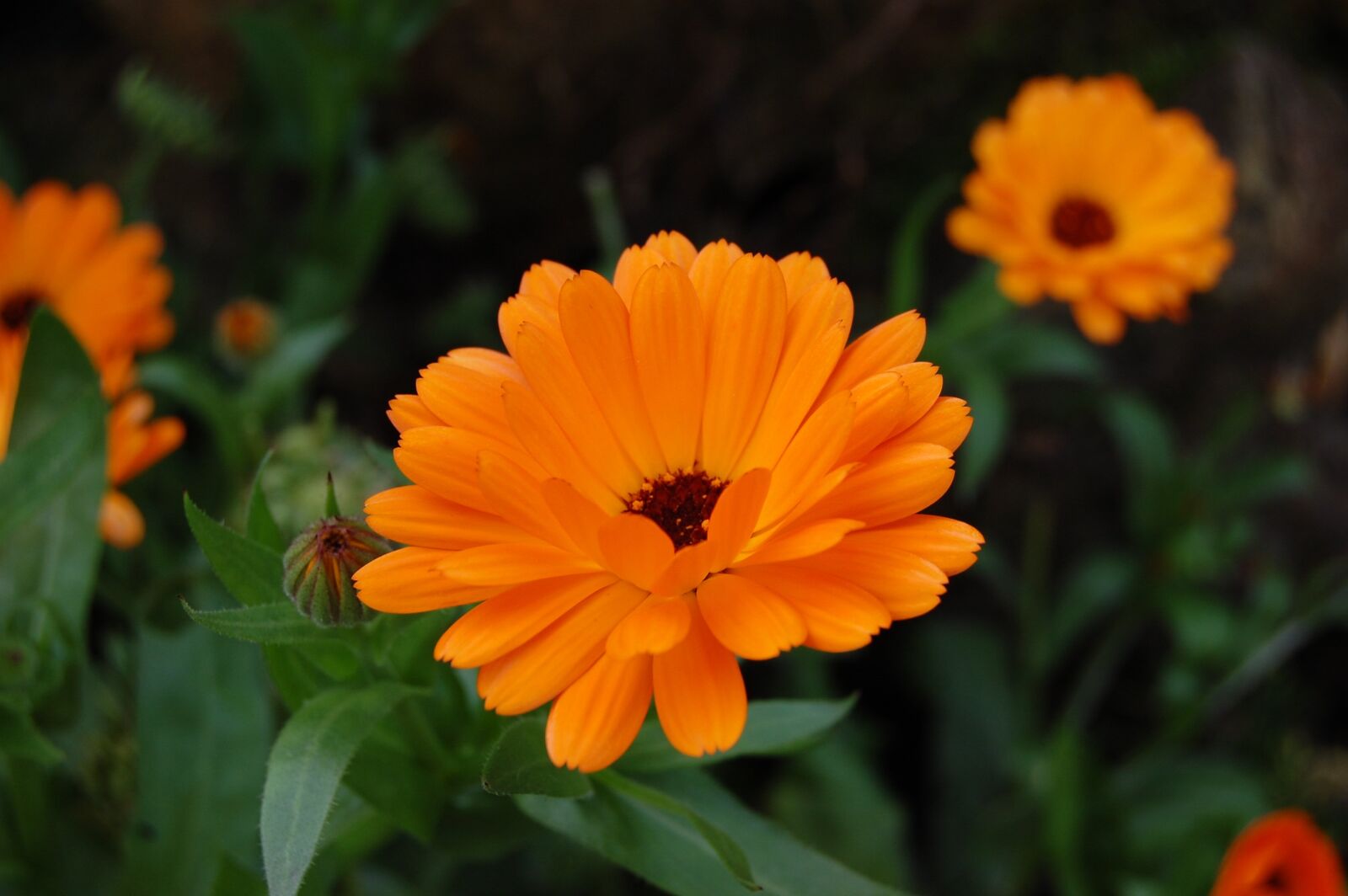 Nikon D40 sample photo. Calendula, flower, marigold photography