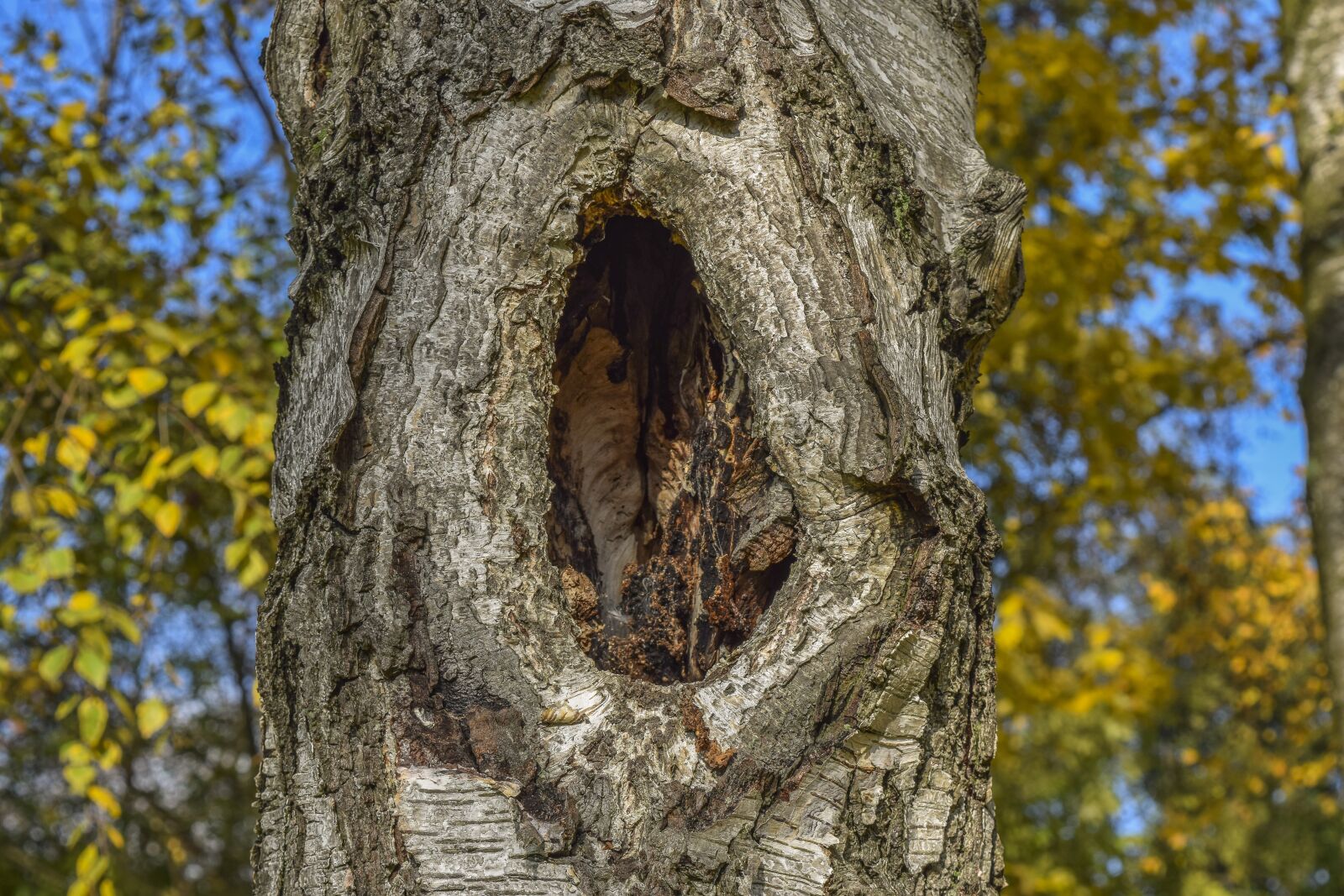 Nikon D3300 sample photo. Tree, bark, nature photography