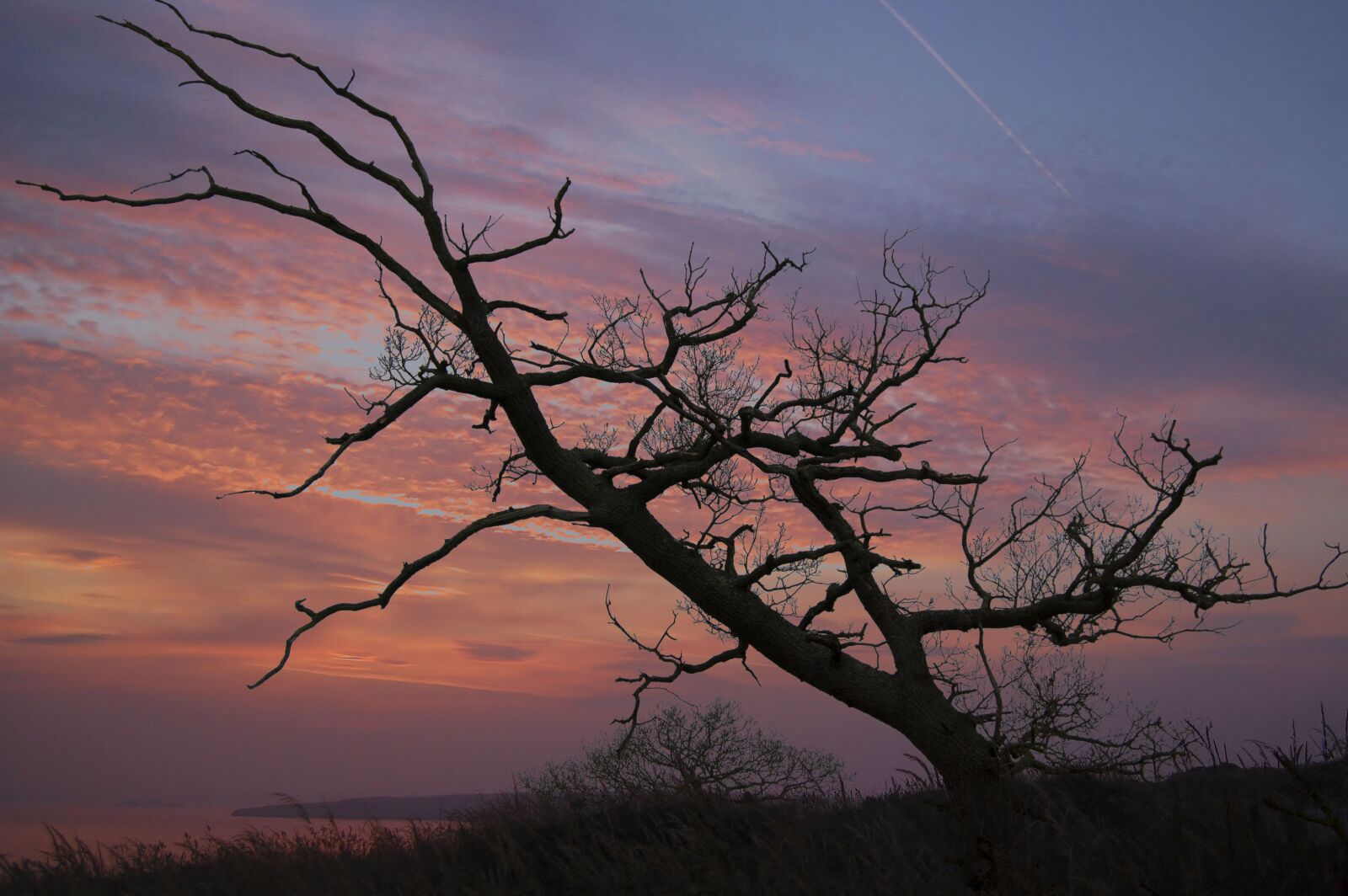 Nikon D40 sample photo. Sunset, tree, nature photography