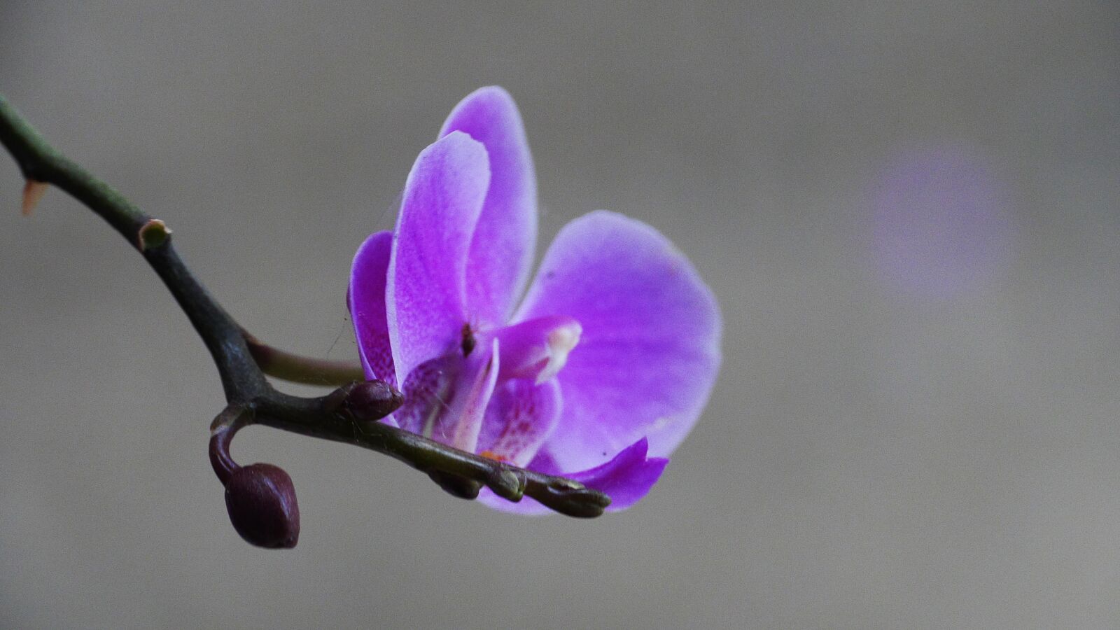 Panasonic Lumix DMC-GH3 sample photo. Flowers, pink, nature photography