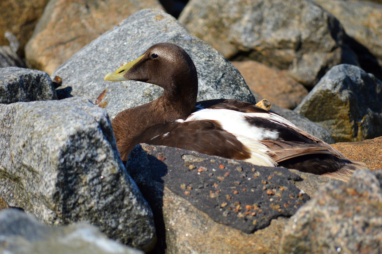 Nikon D3200 sample photo. Wild bird, duck, stones photography