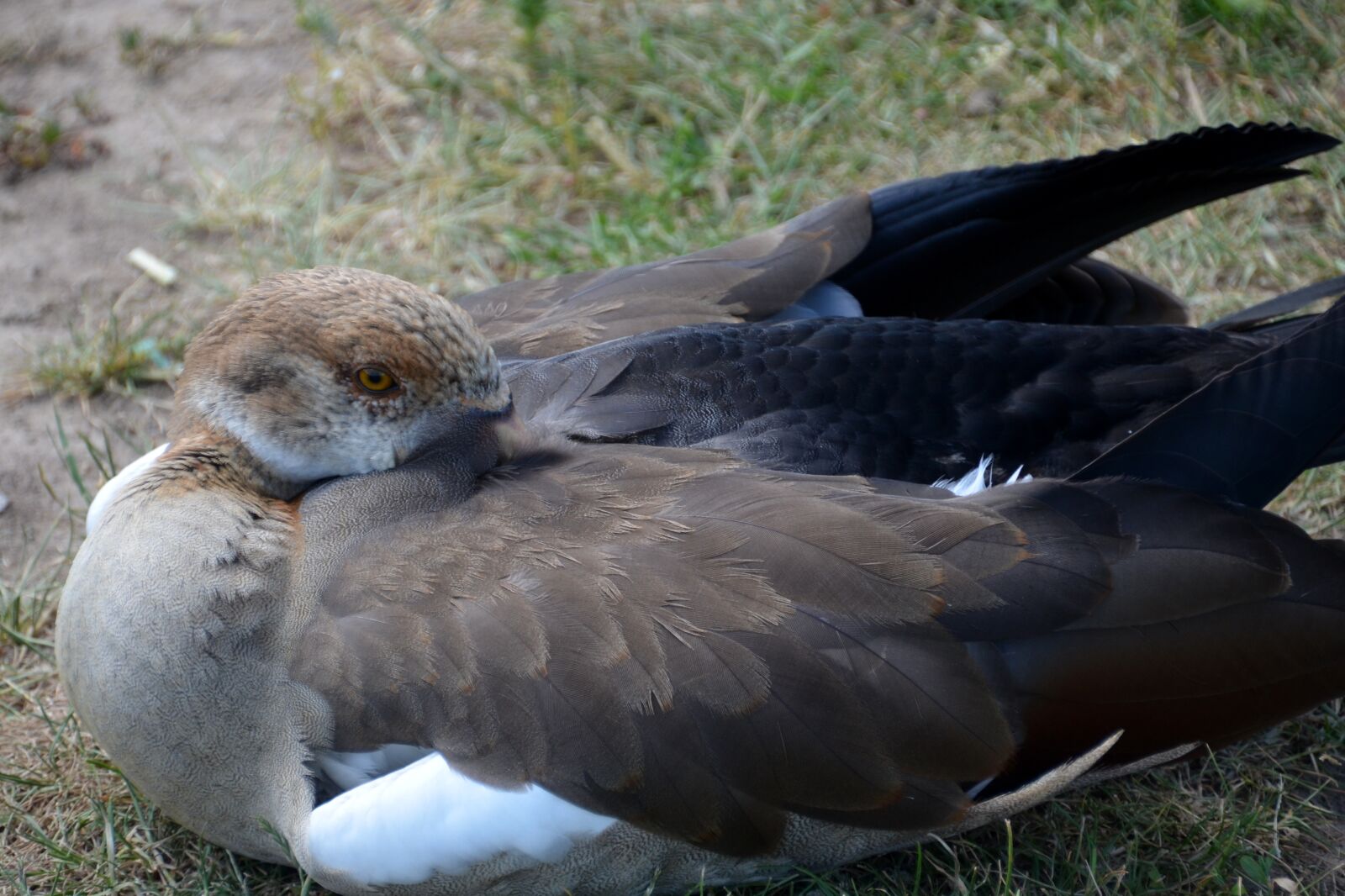 Nikon D5100 sample photo. Nilgans, feather, goose photography
