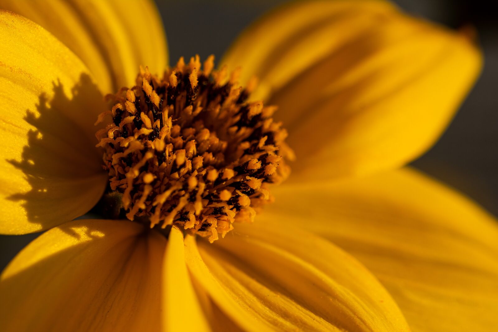 Nikon D7100 sample photo. Macro, letni ka, in photography