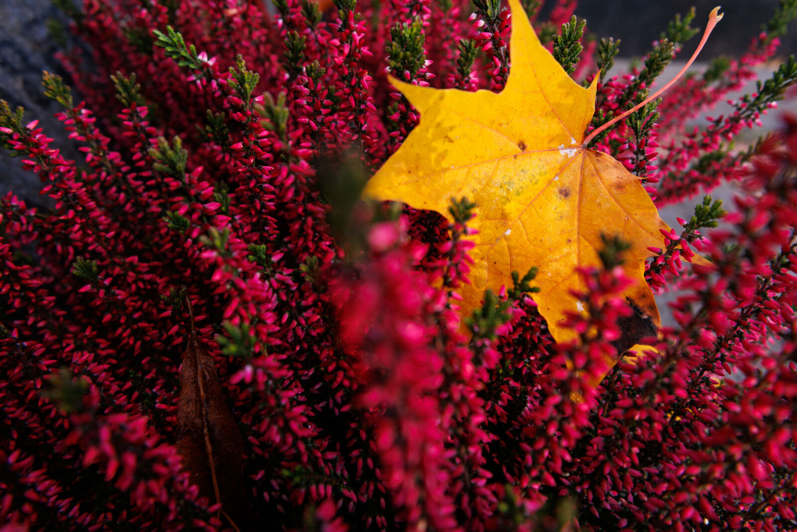 Canon RF 15-30mm F4.5-6.3 IS STM sample photo. Autumn leaf photography