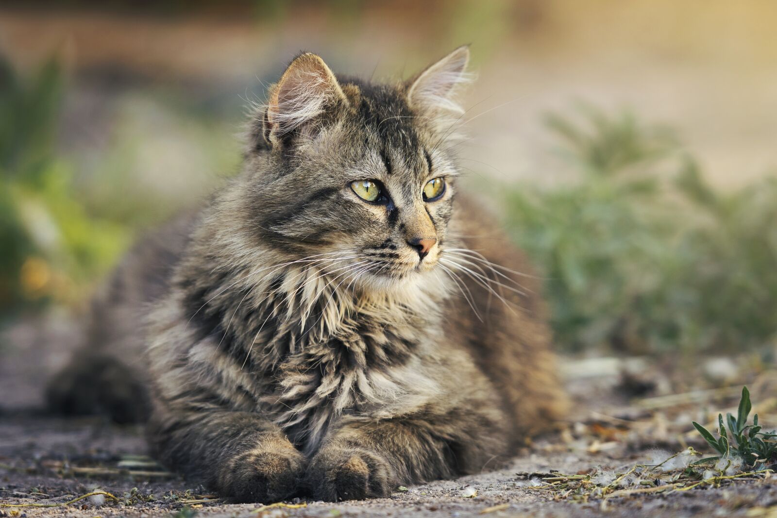Nikon D7200 sample photo. Cat, animal, pet photography