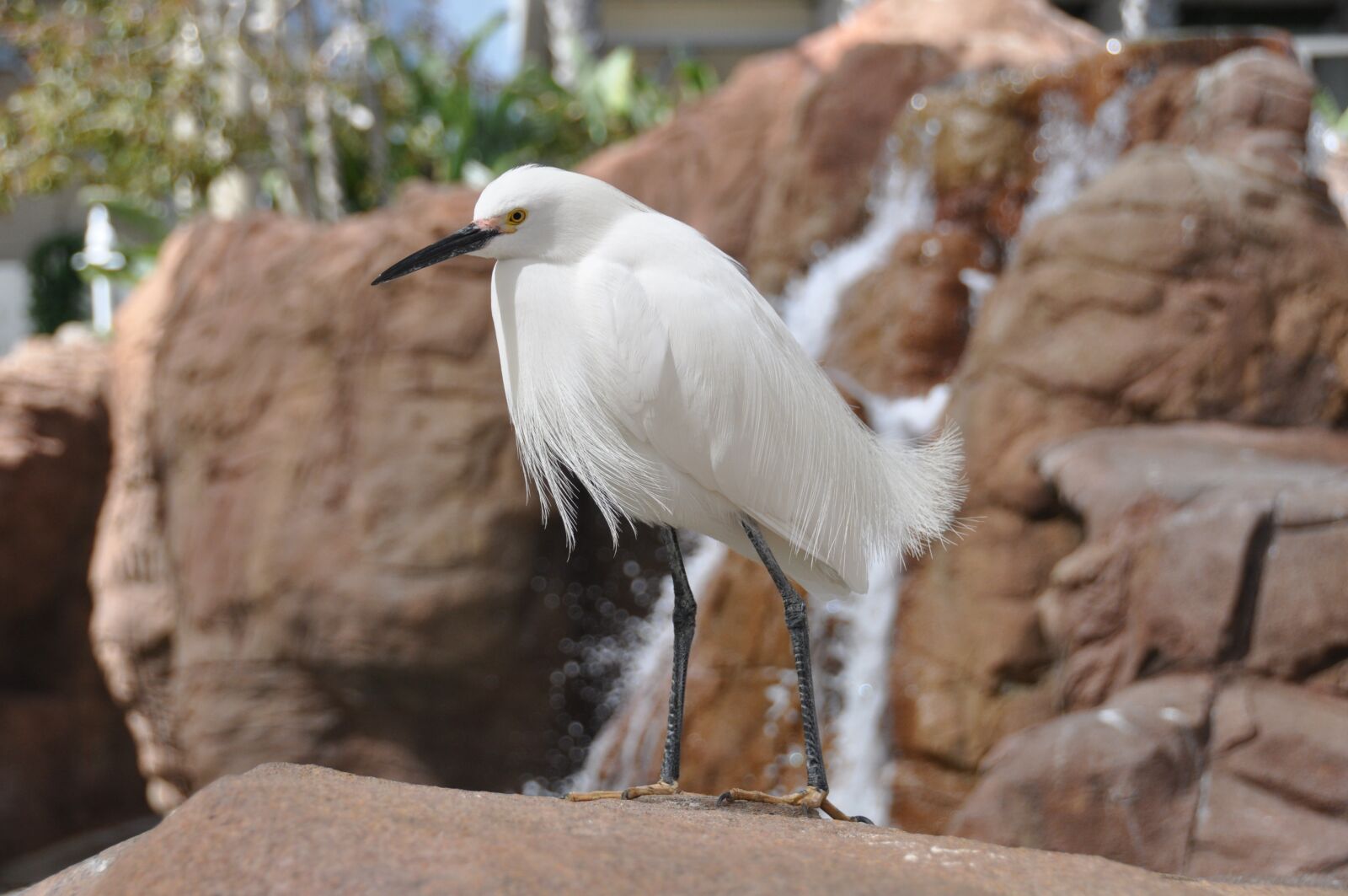 Nikon D90 sample photo. Egret, bird, white photography