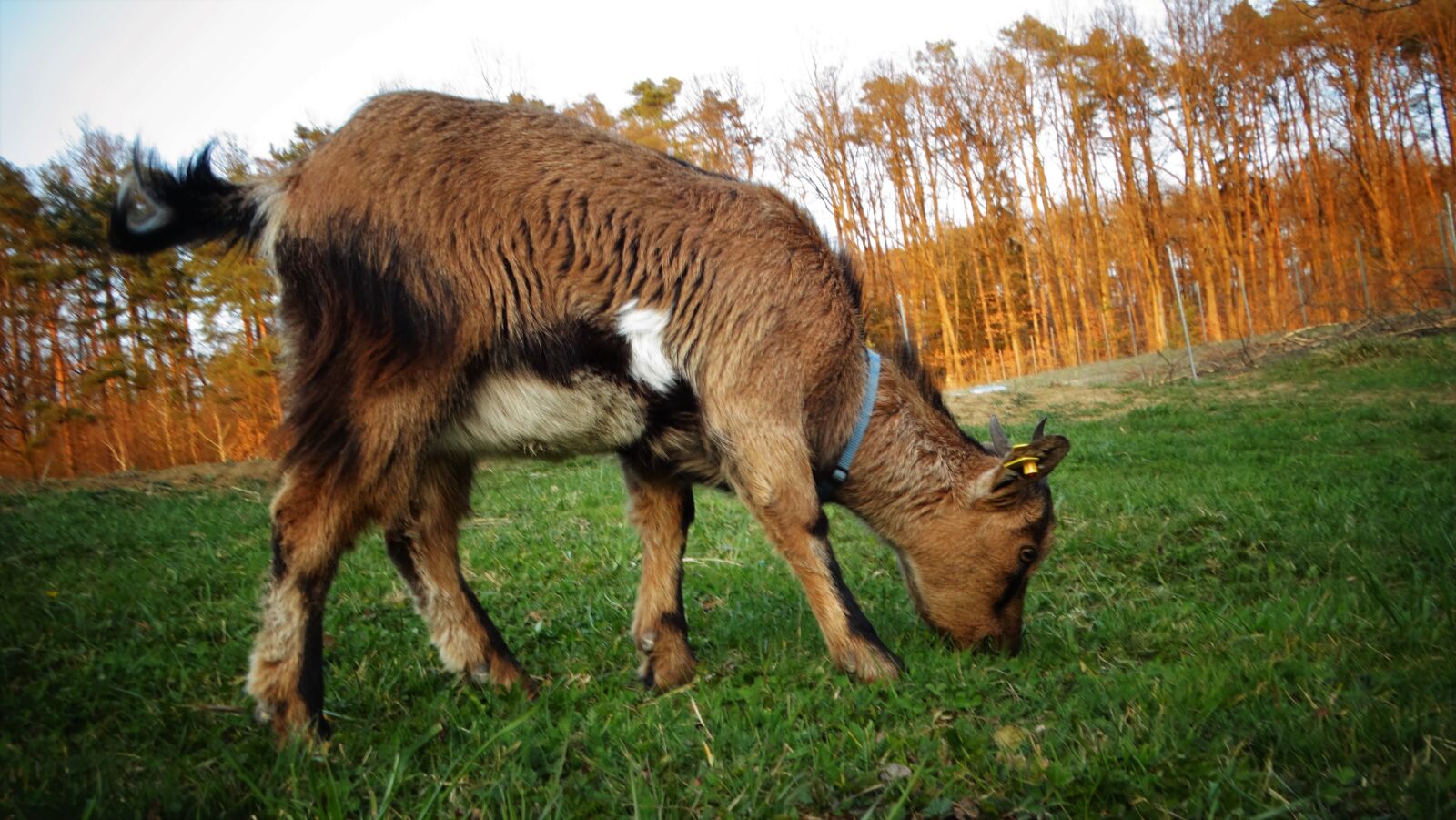 Sony Cyber-shot DSC-HX300 sample photo. Dwarf goat, goat, animal photography