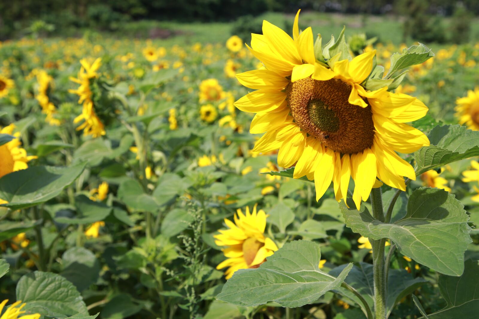 Canon EOS 6D + Canon EF 24-105mm F4L IS USM sample photo. Sunflower, flowers, nature photography