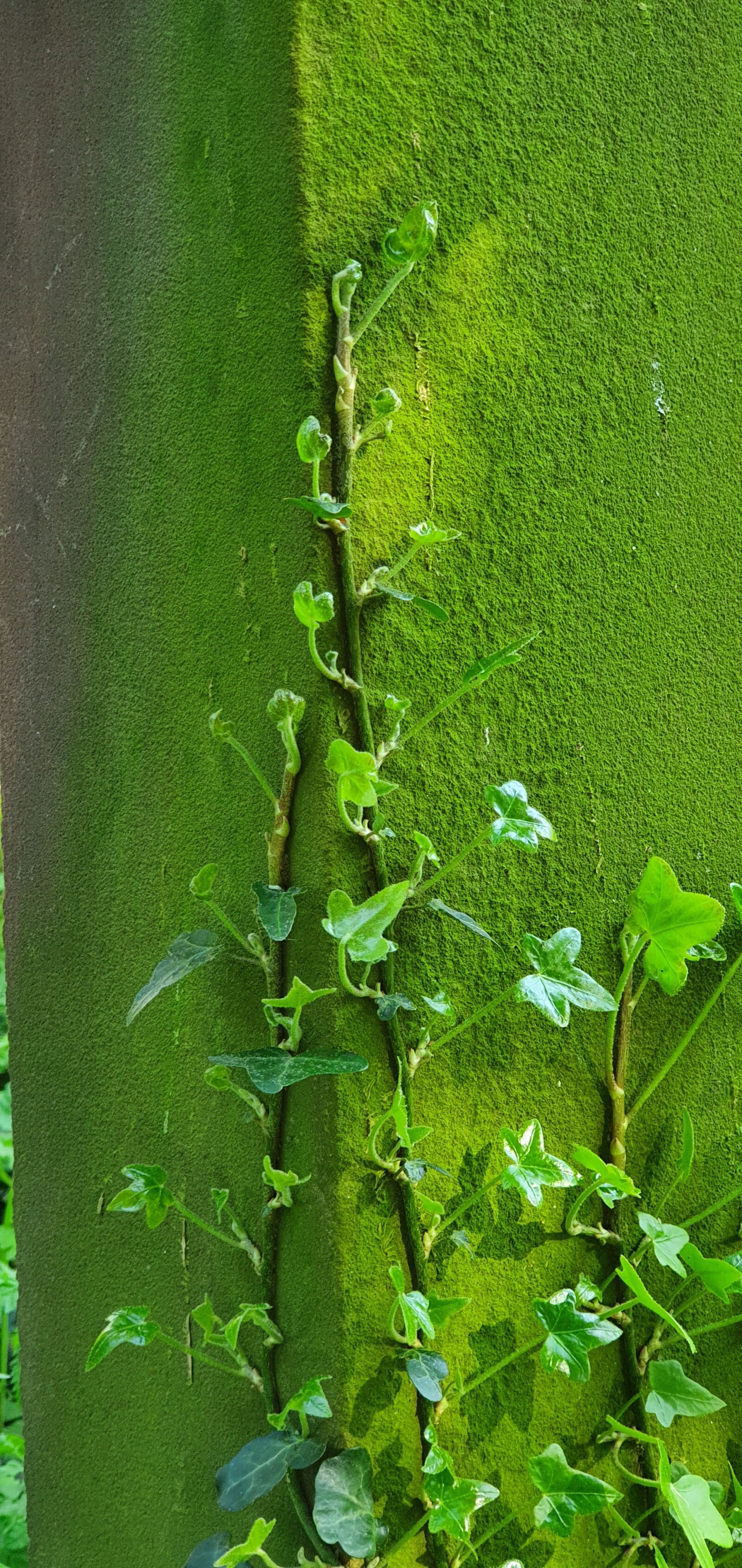 Samsung Galaxy S10+ sample photo. Ivy, grave, cemetery photography