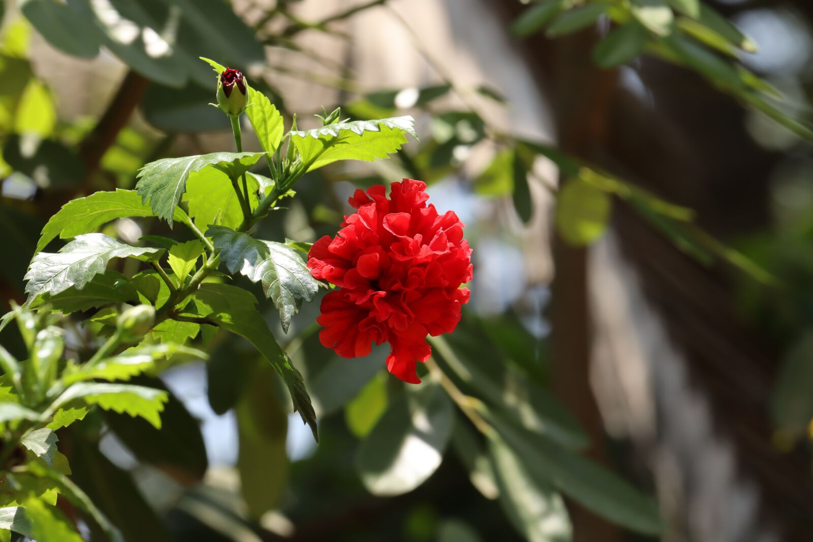 Canon EOS 250D (EOS Rebel SL3 / EOS Kiss X10 / EOS 200D II) sample photo. Flower, red, leaf photography