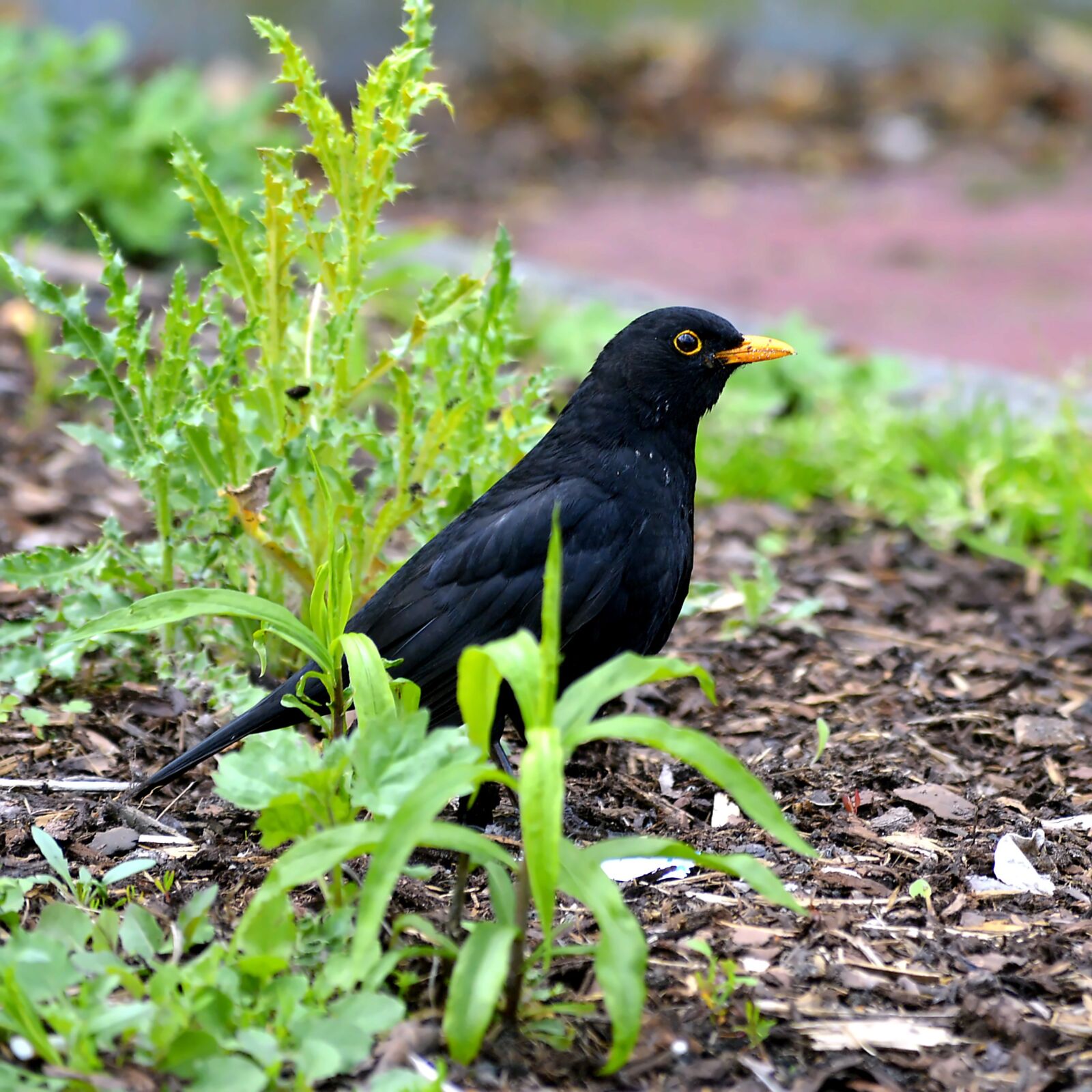 Nikon D3200 sample photo. Blackbird, males, bird photography