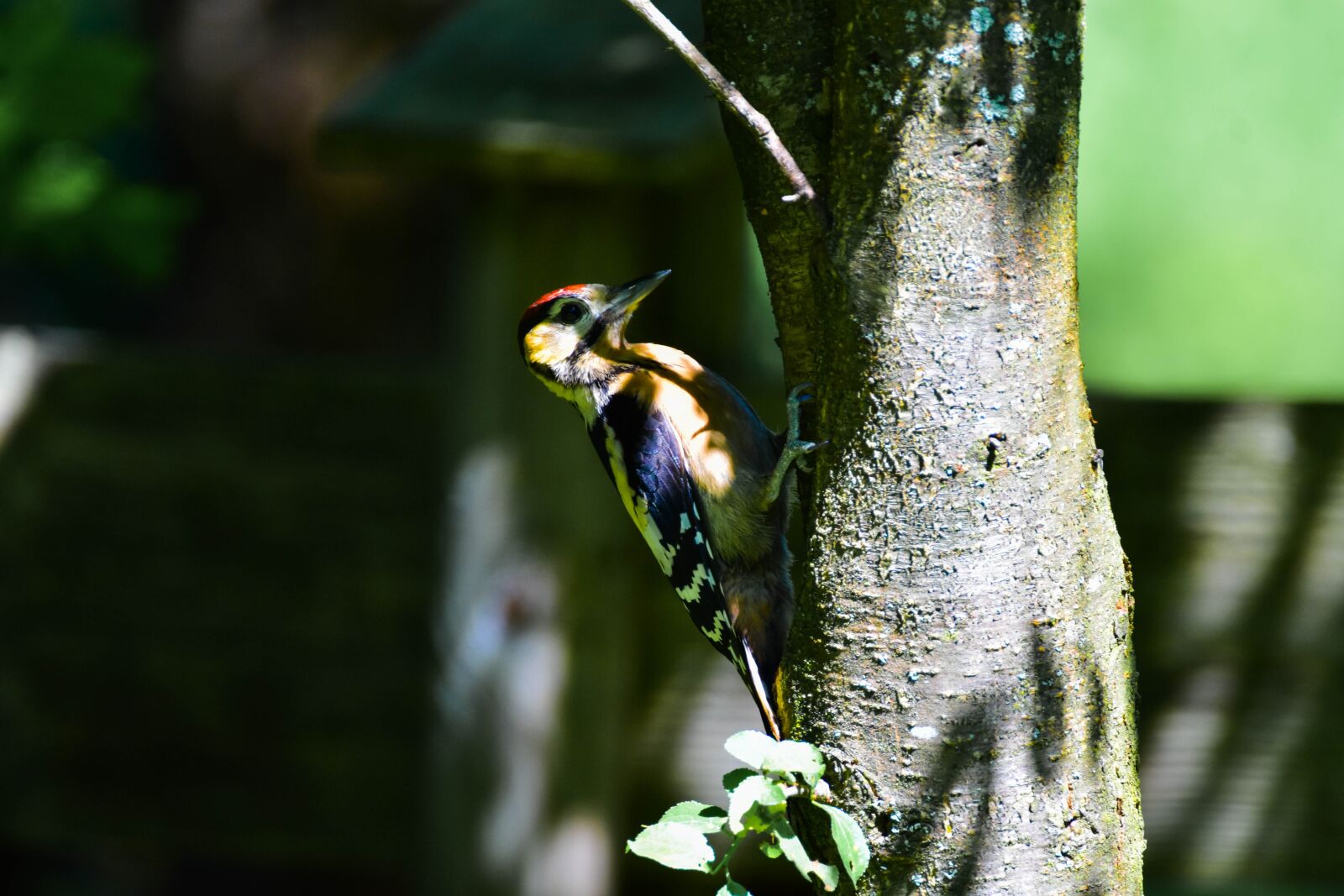Tamron SP 150-600mm F5-6.3 Di VC USD sample photo. Woodpecker, great spotted woodpecker photography