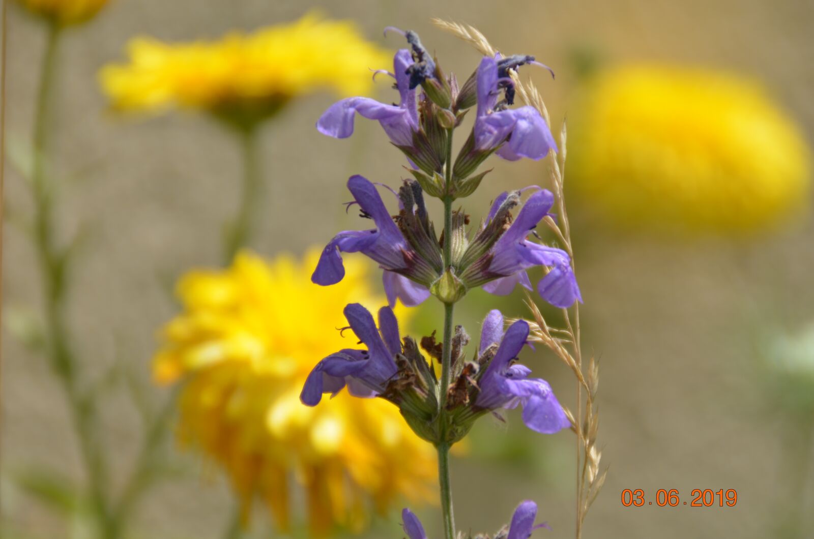 Nikon D5100 sample photo. Sage, flower, blue photography