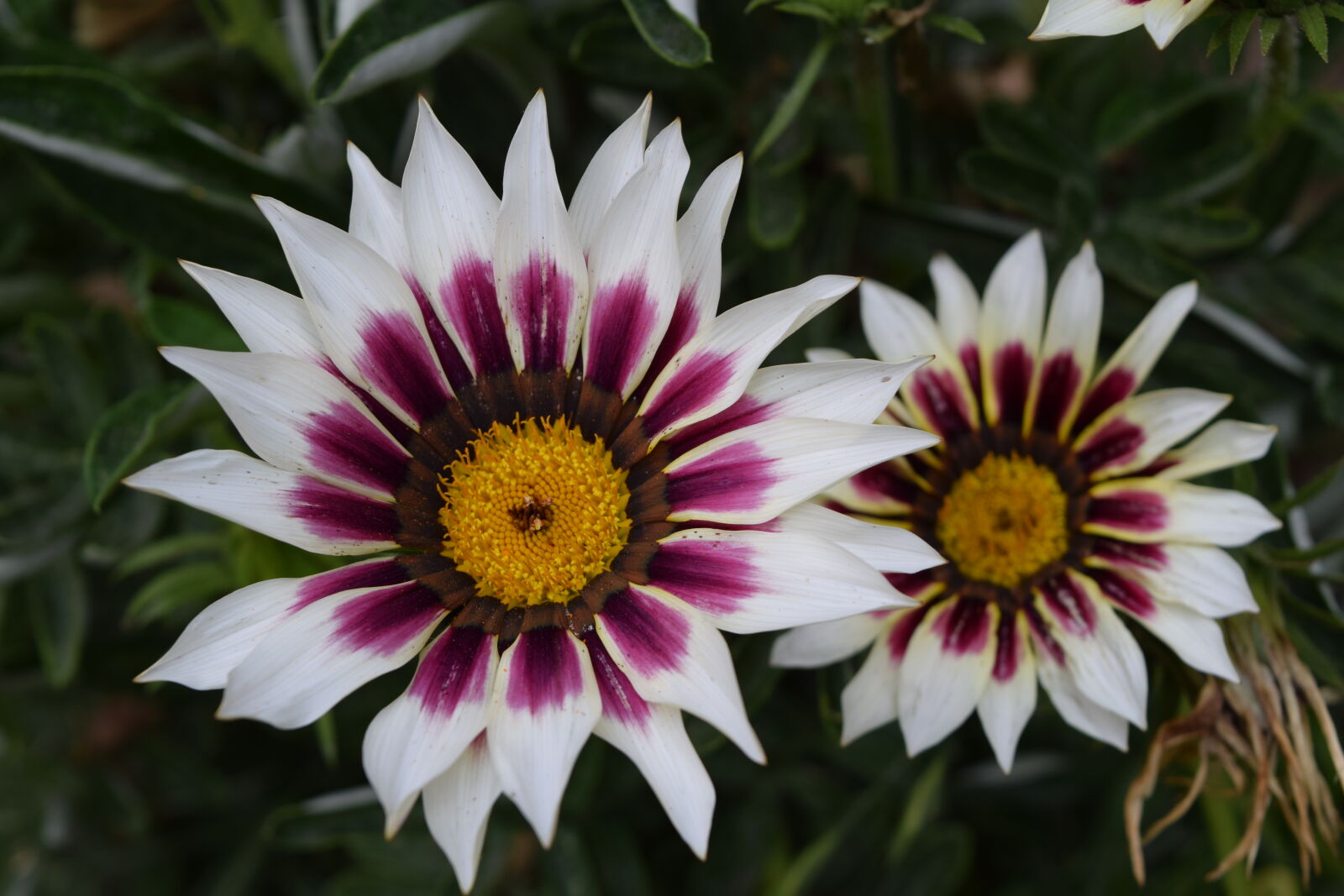 Nikon D3300 sample photo. Beautiful, flowers photography