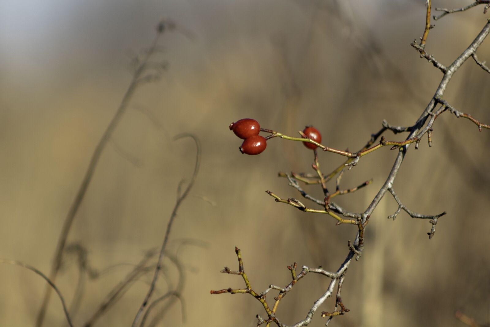 Canon EF75-300mm f/4-5.6 sample photo. Wildflower, rosehips, brian photography