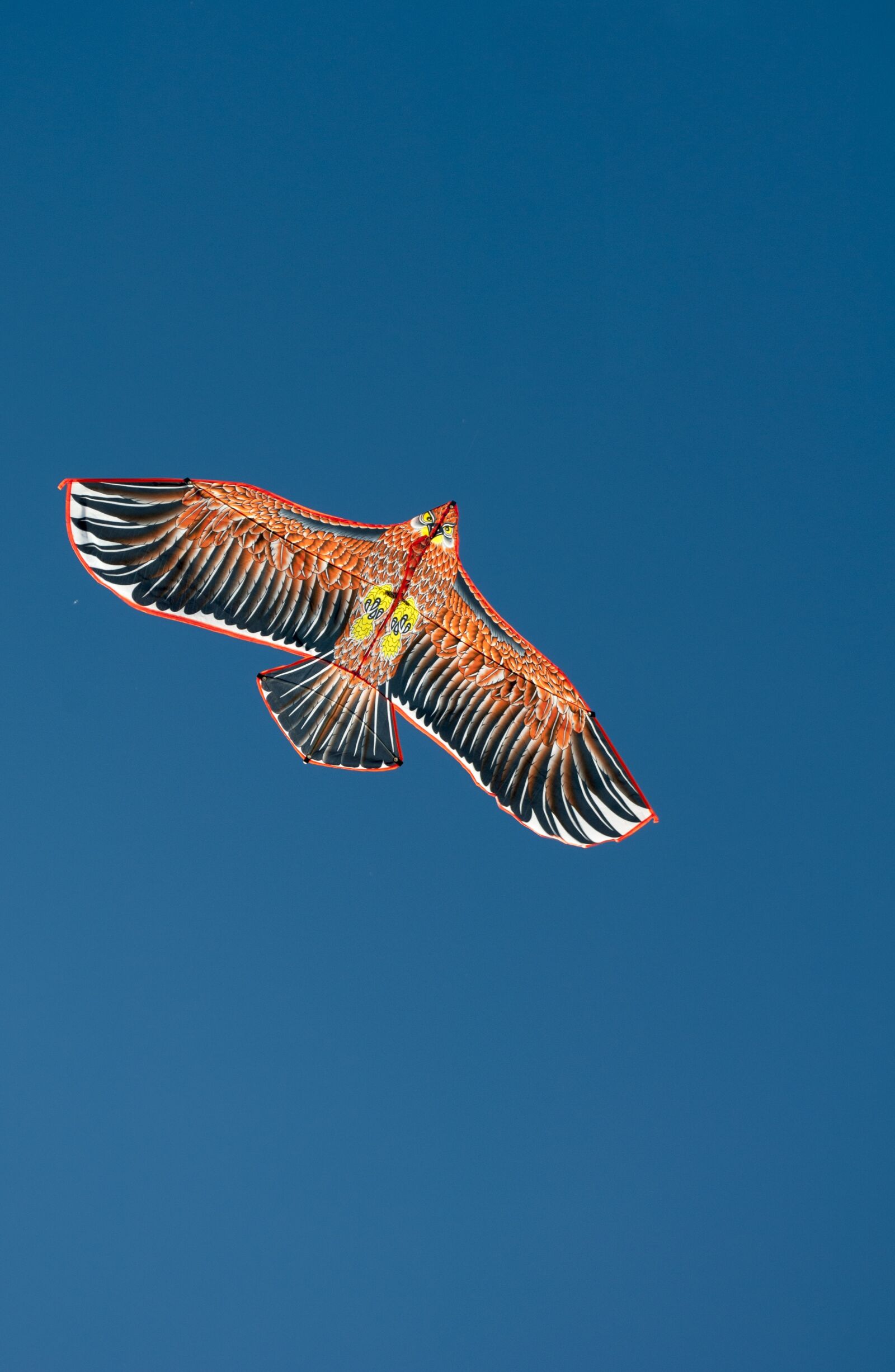 Nikon D90 sample photo. Wind, bird, eagle photography
