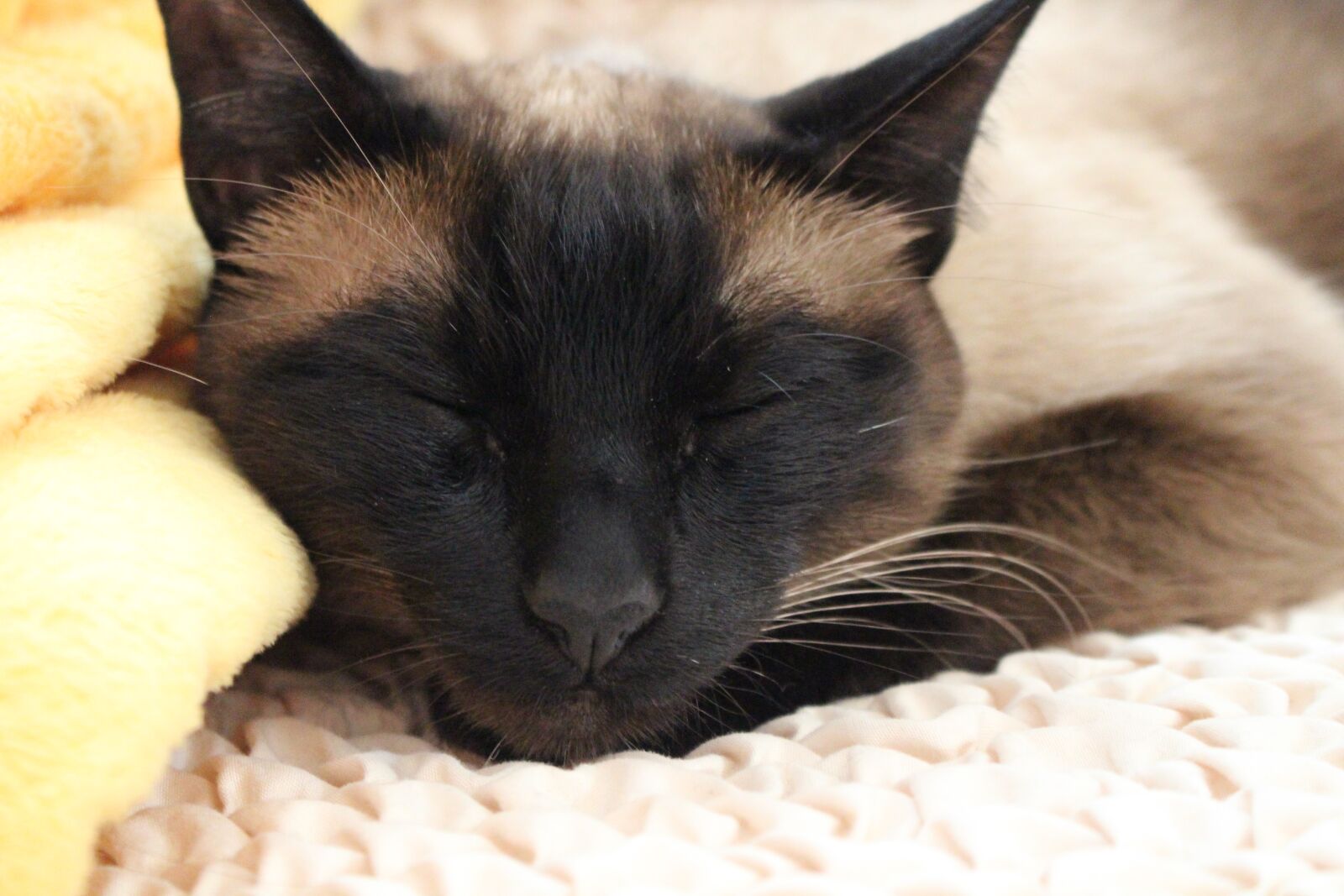 Canon EOS 700D (EOS Rebel T5i / EOS Kiss X7i) sample photo. Cat, pet, sleep photography