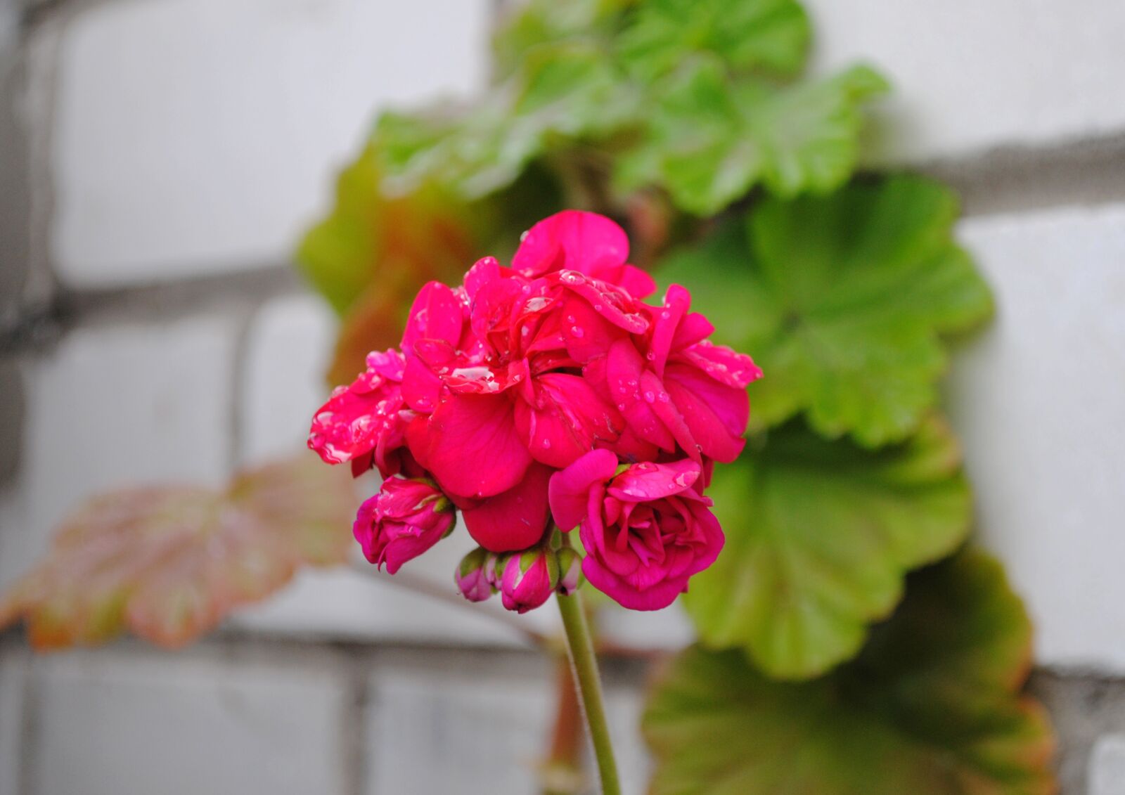 Nikon D3000 sample photo. Flower, geranium, bloom photography