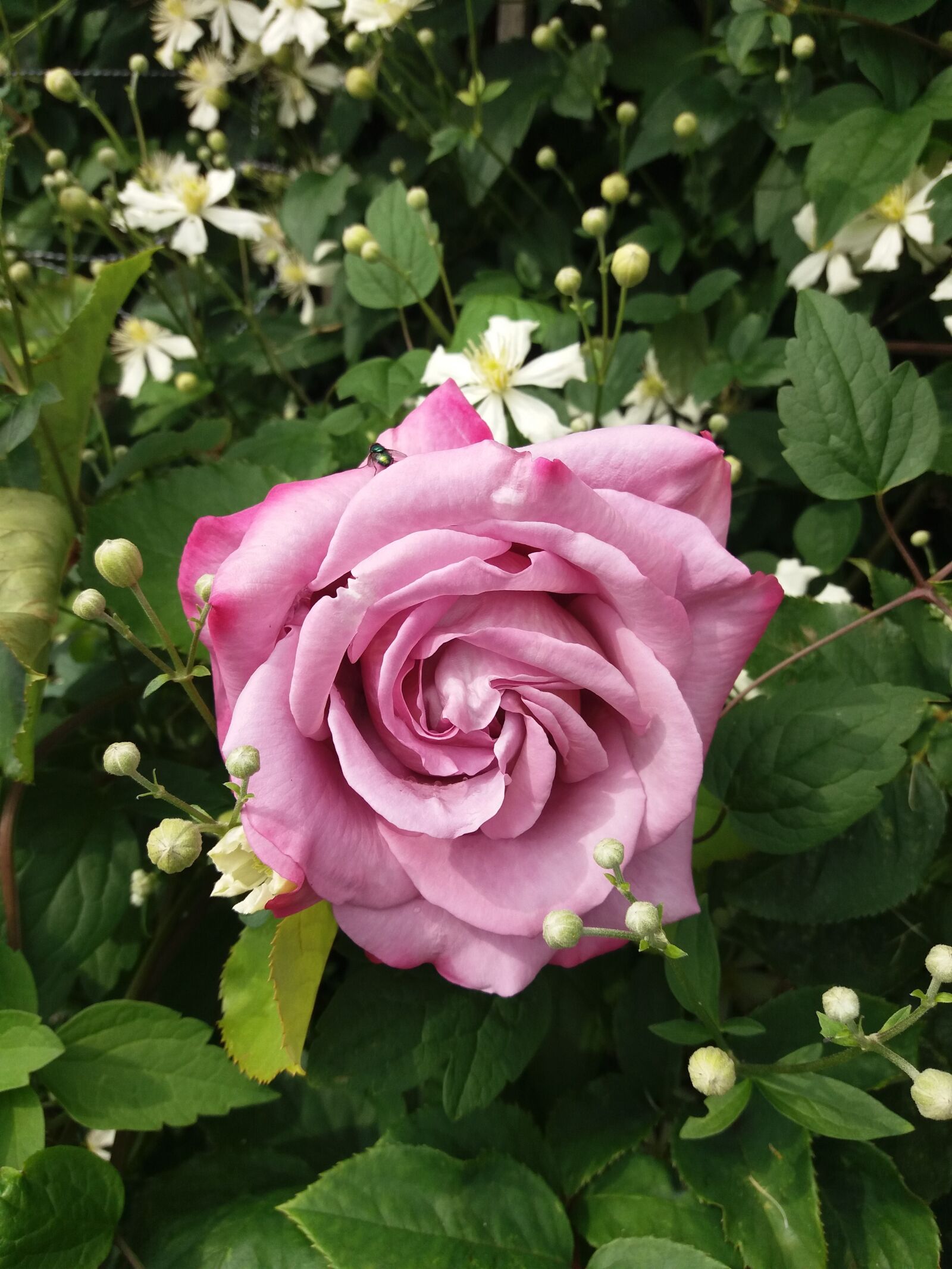 Samsung SM-J500FN sample photo. Rose, purple, blossom photography