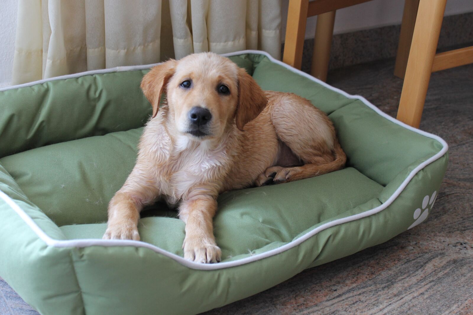 Canon EOS 1100D (EOS Rebel T3 / EOS Kiss X50) sample photo. Hybrid, labrador, golden retriver photography