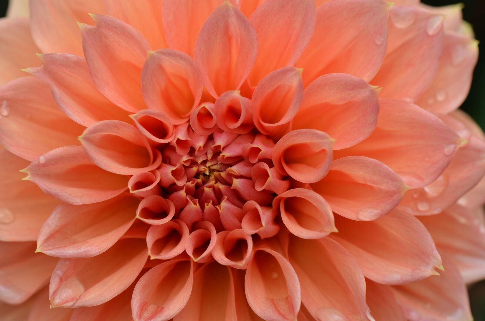 Nikon D7000 sample photo. Natural, flower, floral photography