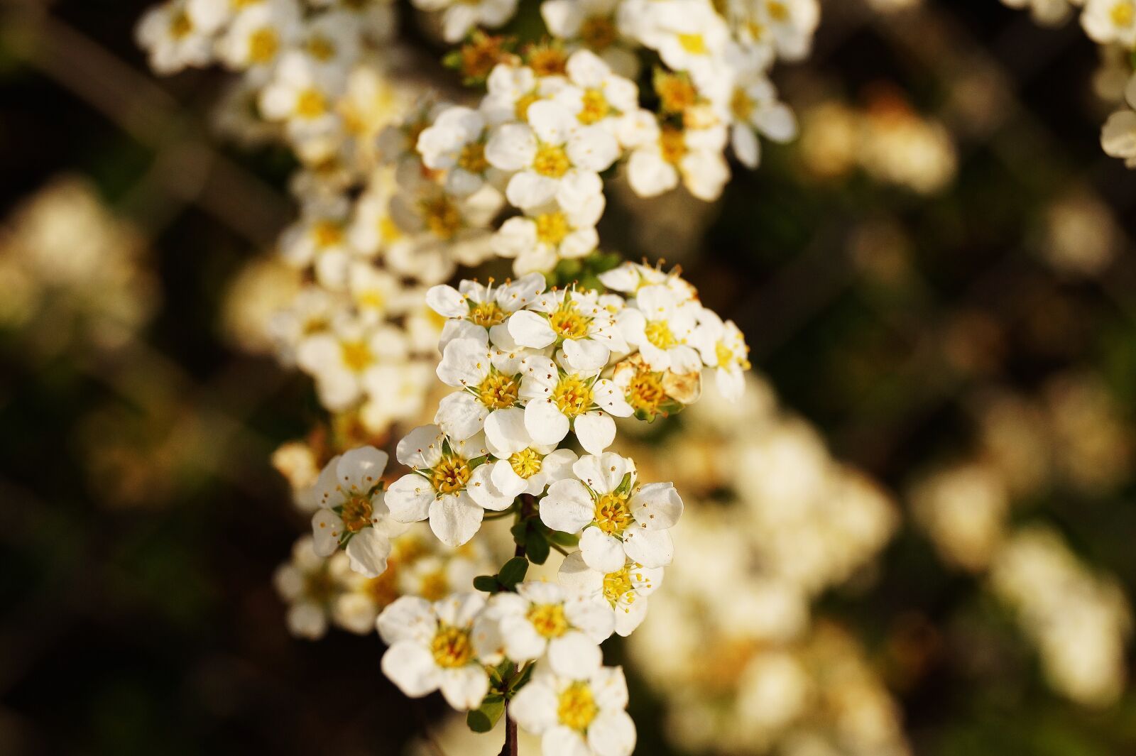 Sony DT 18-55mm F3.5-5.6 SAM II sample photo. Blooming, bright, flora photography