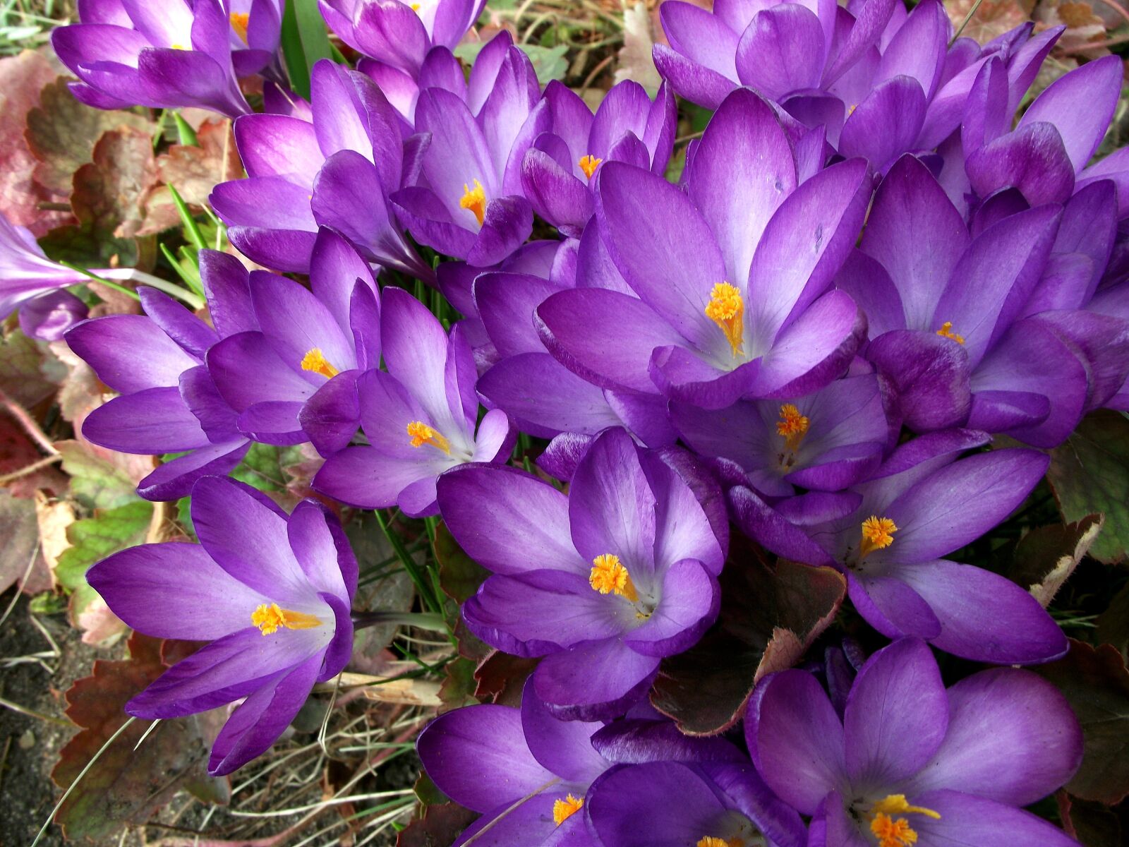 FujiFilm FinePix S1600 (FinePix S1770) sample photo. Flower, krokus, violet photography