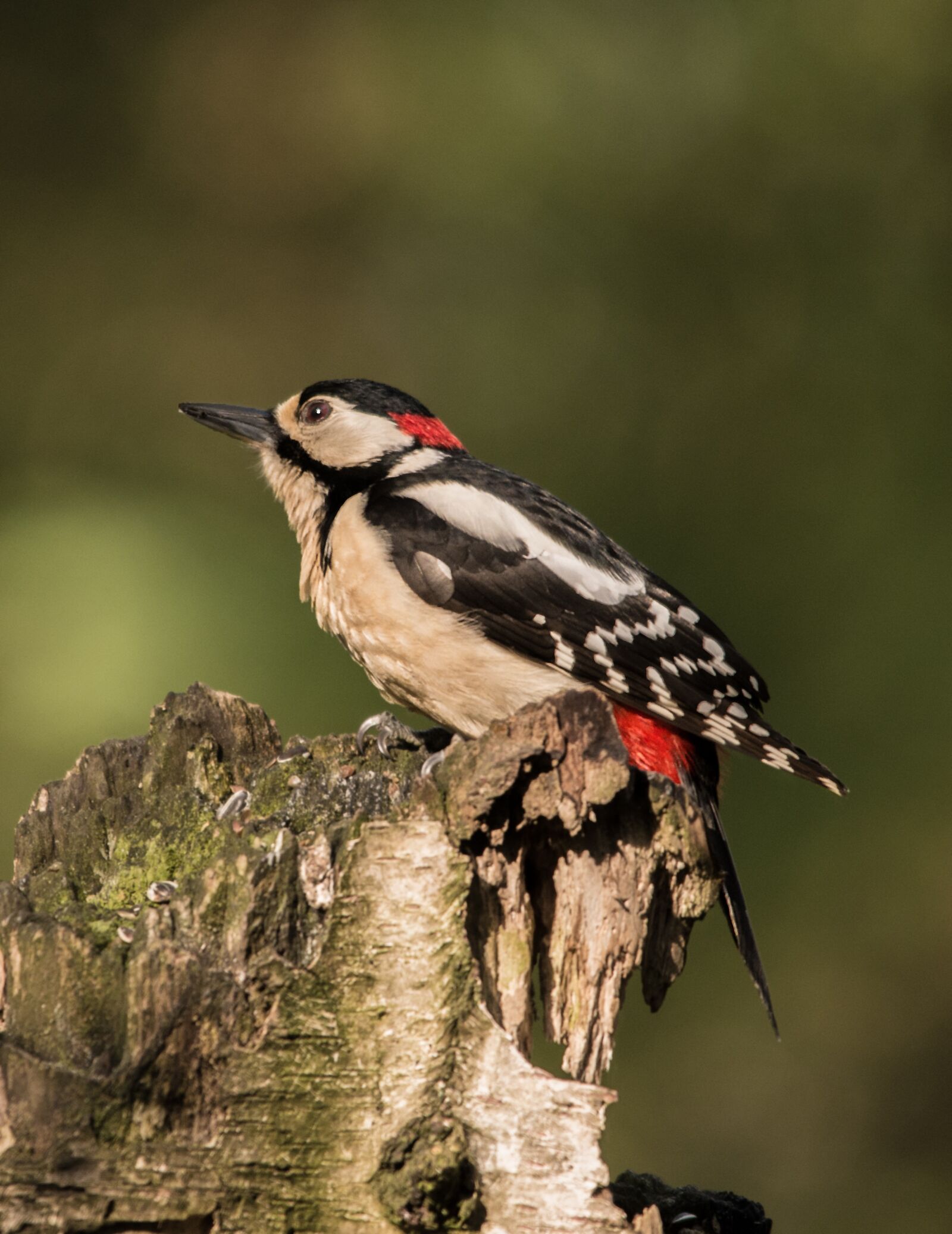 Nikon D610 sample photo. Great spotted woodpecker, bird photography