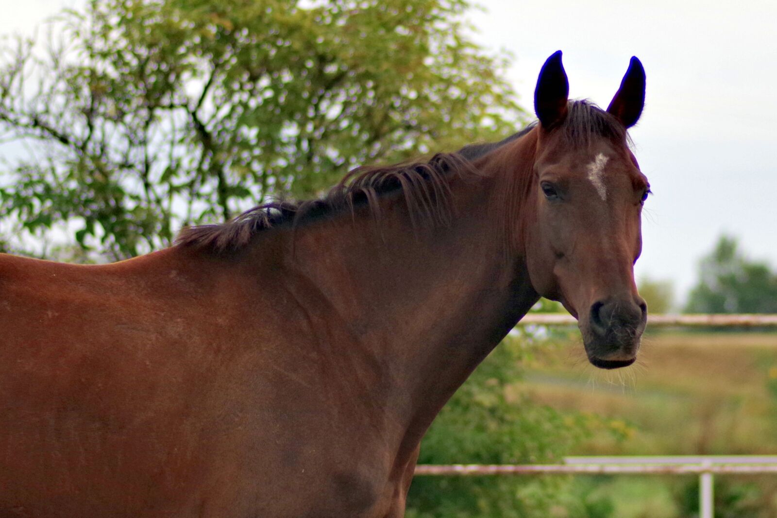Pentax K-S2 sample photo. The horse, brown, chestnut photography