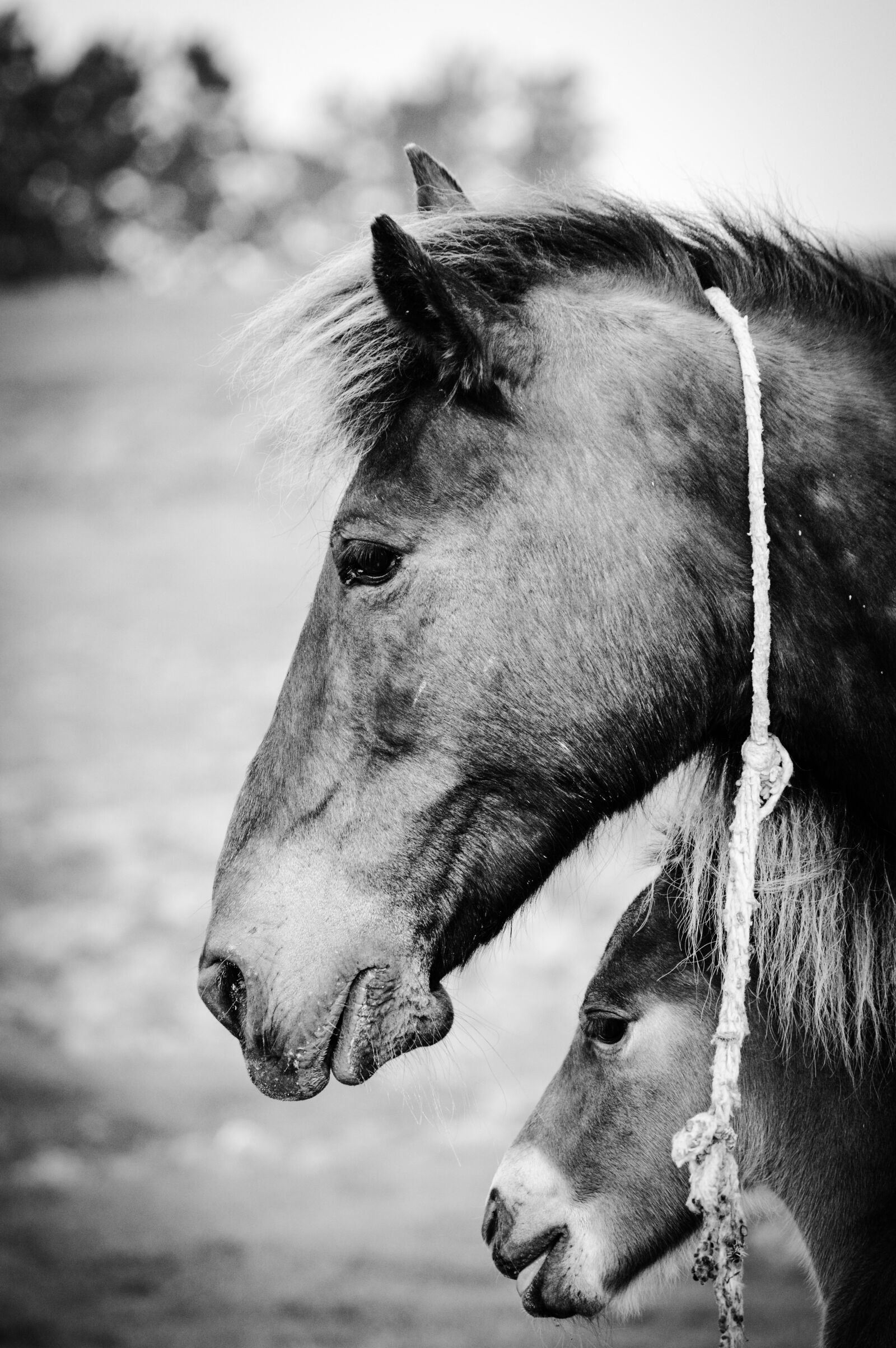 Nikon D3200 sample photo. Mother, horses, animal photography