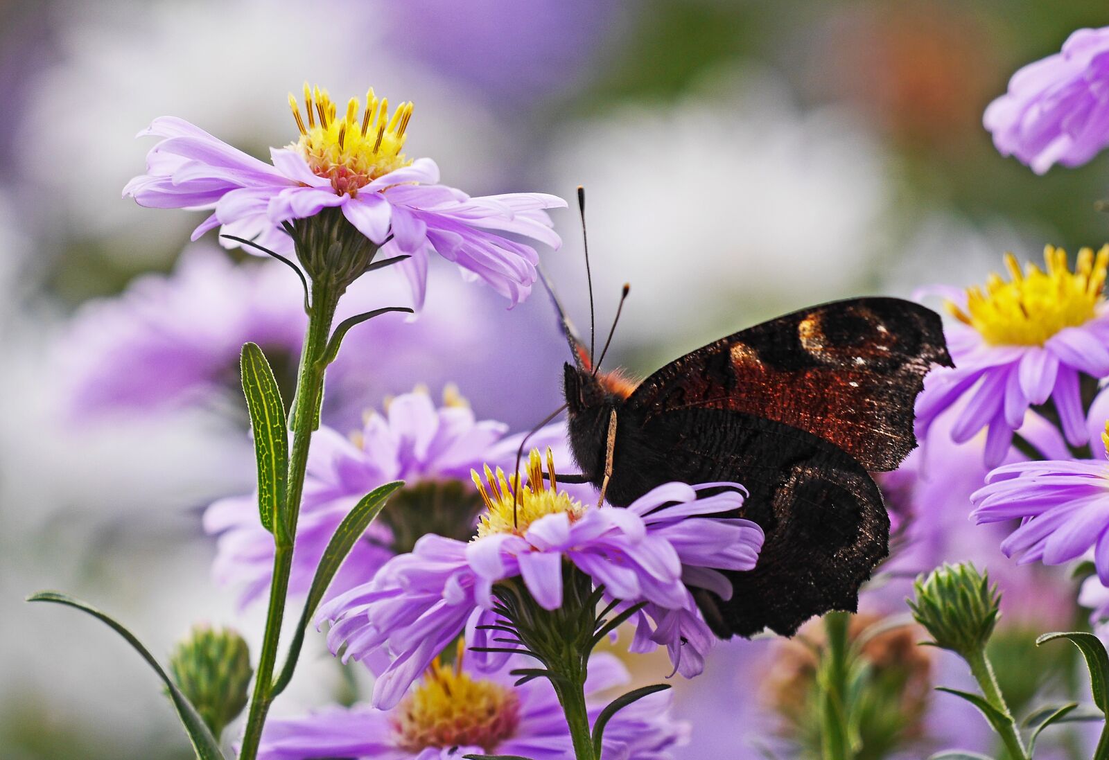 Panasonic Lumix DMC-GH3 sample photo. Asters, butterfly, peacock butterfly photography