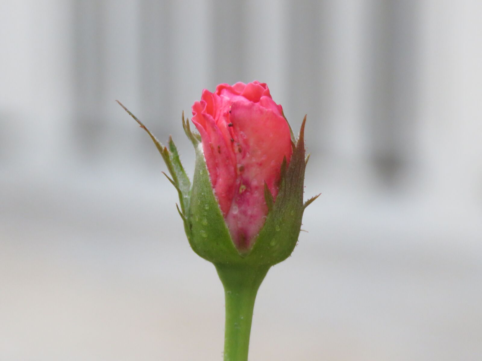 Canon PowerShot SX60 HS sample photo. Rose, bud, nature photography