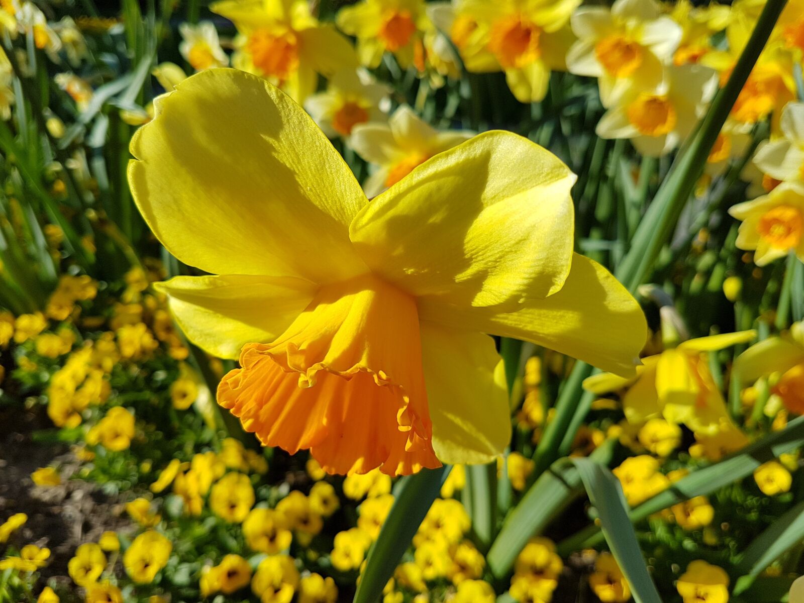 Samsung Galaxy S7 sample photo. Narcissus, flower, spring photography