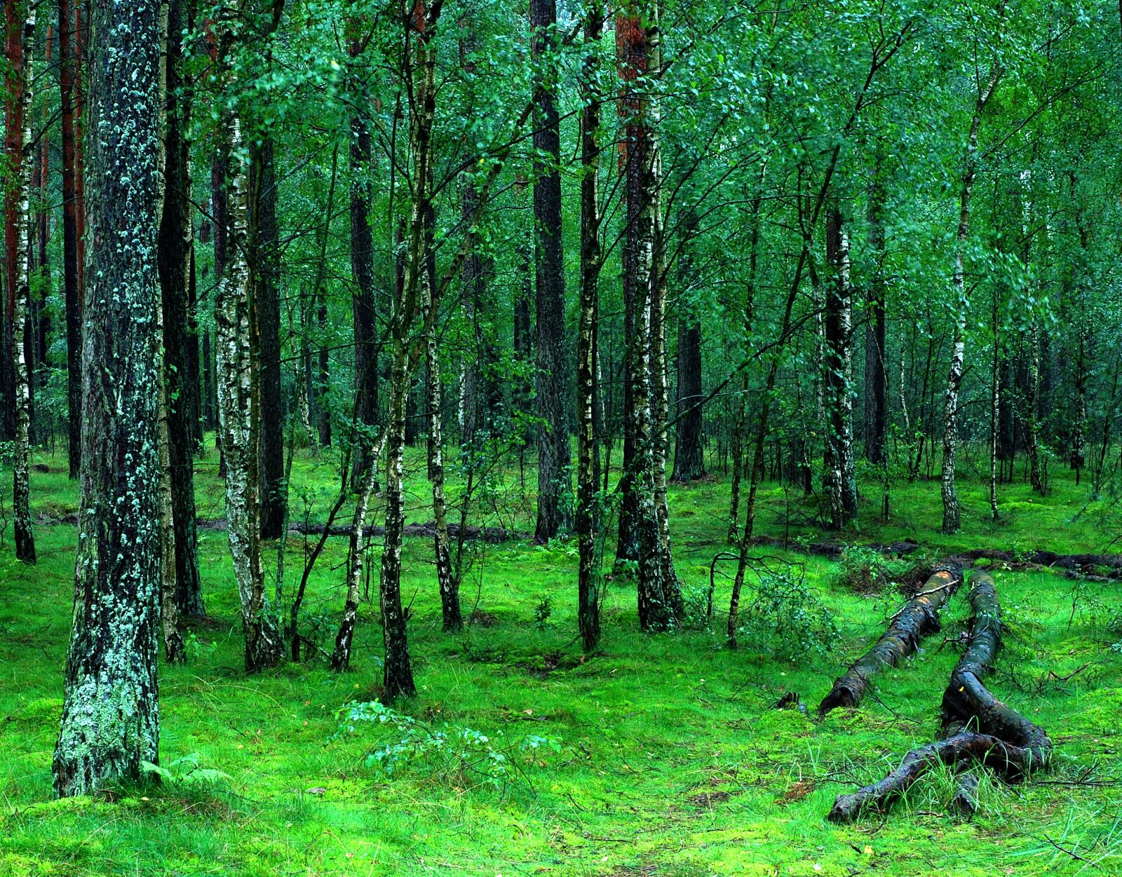 Nikon D80 sample photo. Forest, forests tucholski, poland photography