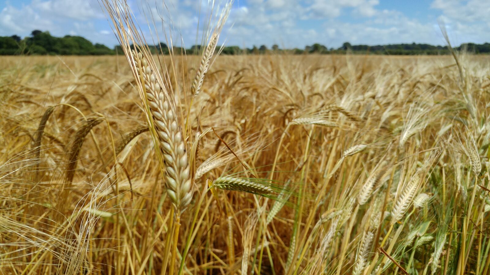 LG G5 sample photo. Wheat, cereal, agriculture photography