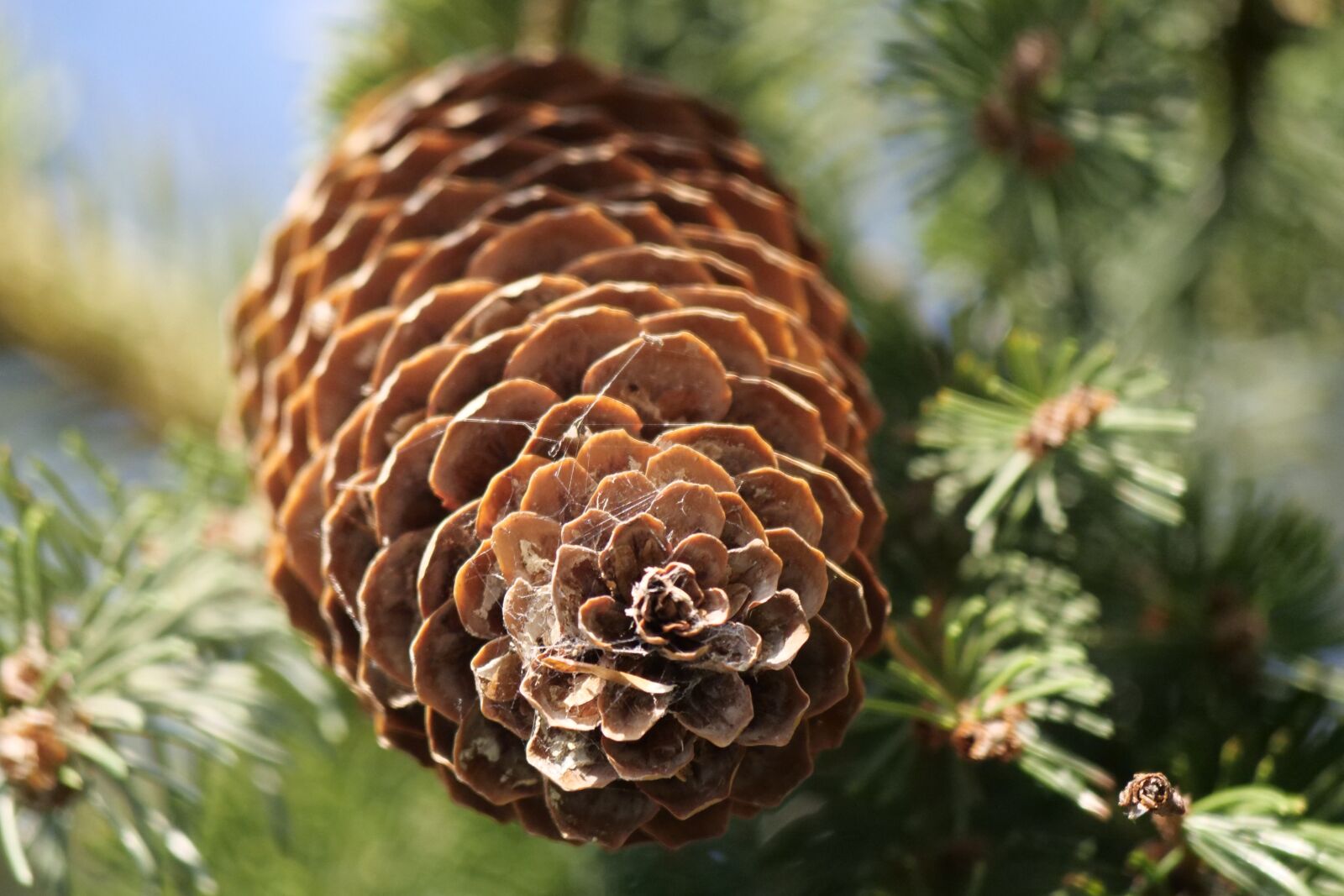 Panasonic Lumix DC-G9 sample photo. Tree, fir tree, pine photography