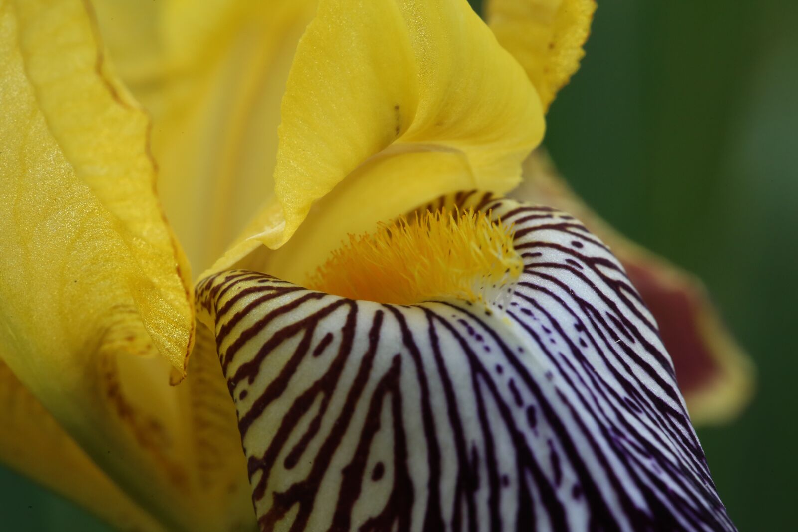 Canon EF 100mm F2.8L Macro IS USM sample photo. Flower, blossom, bloom photography