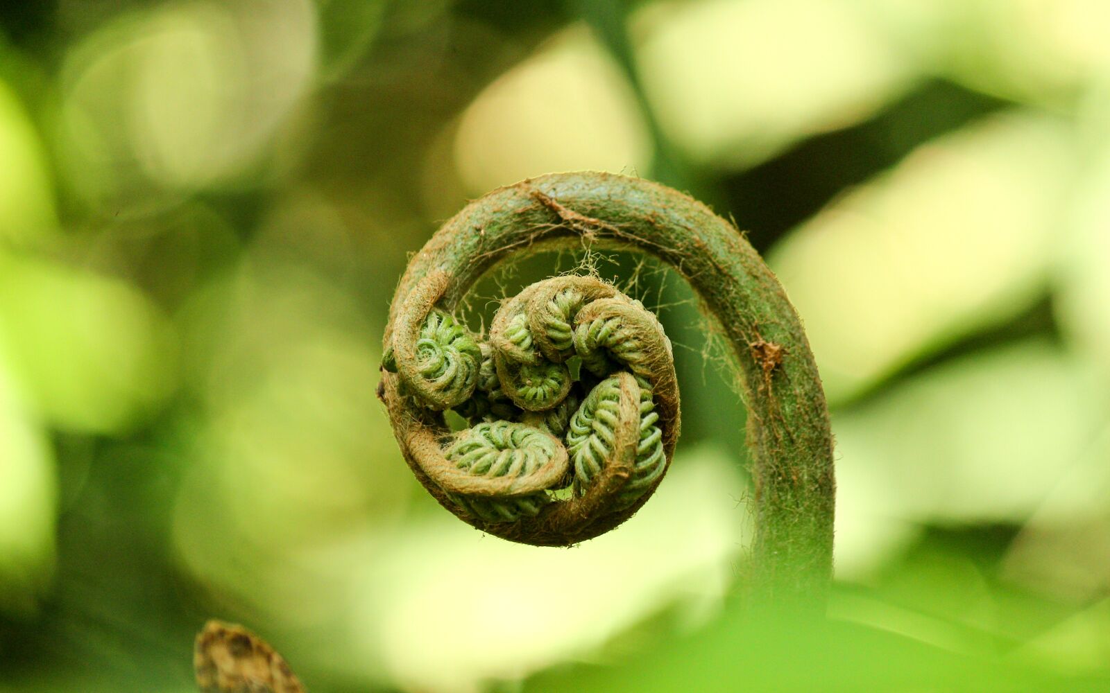 Canon EF-S 55-250mm F4-5.6 IS II sample photo. Nature, green, natural photography