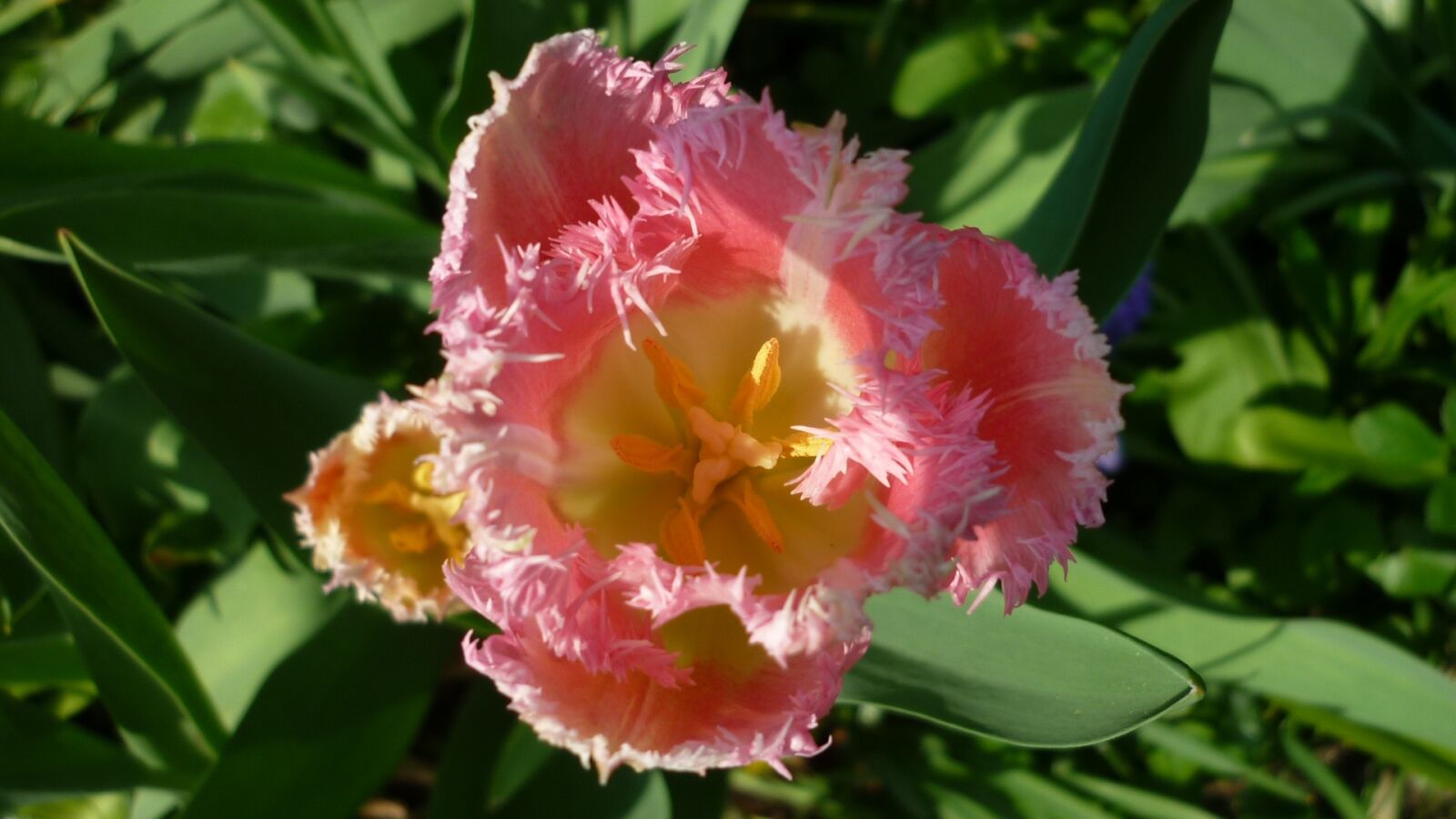 Panasonic Lumix DMC-FS6 sample photo. Flower, tulip, blossom photography