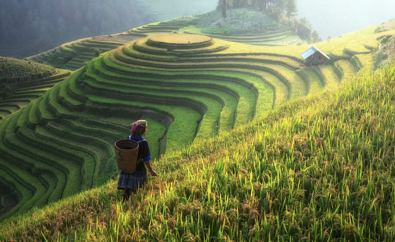Nikon D810 sample photo. Agriculture, asia, china photography