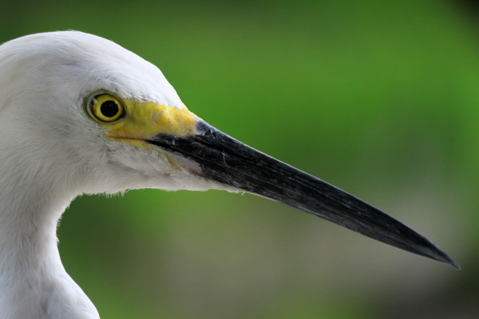 Canon PowerShot G3 X sample photo. White heron, florida, black photography