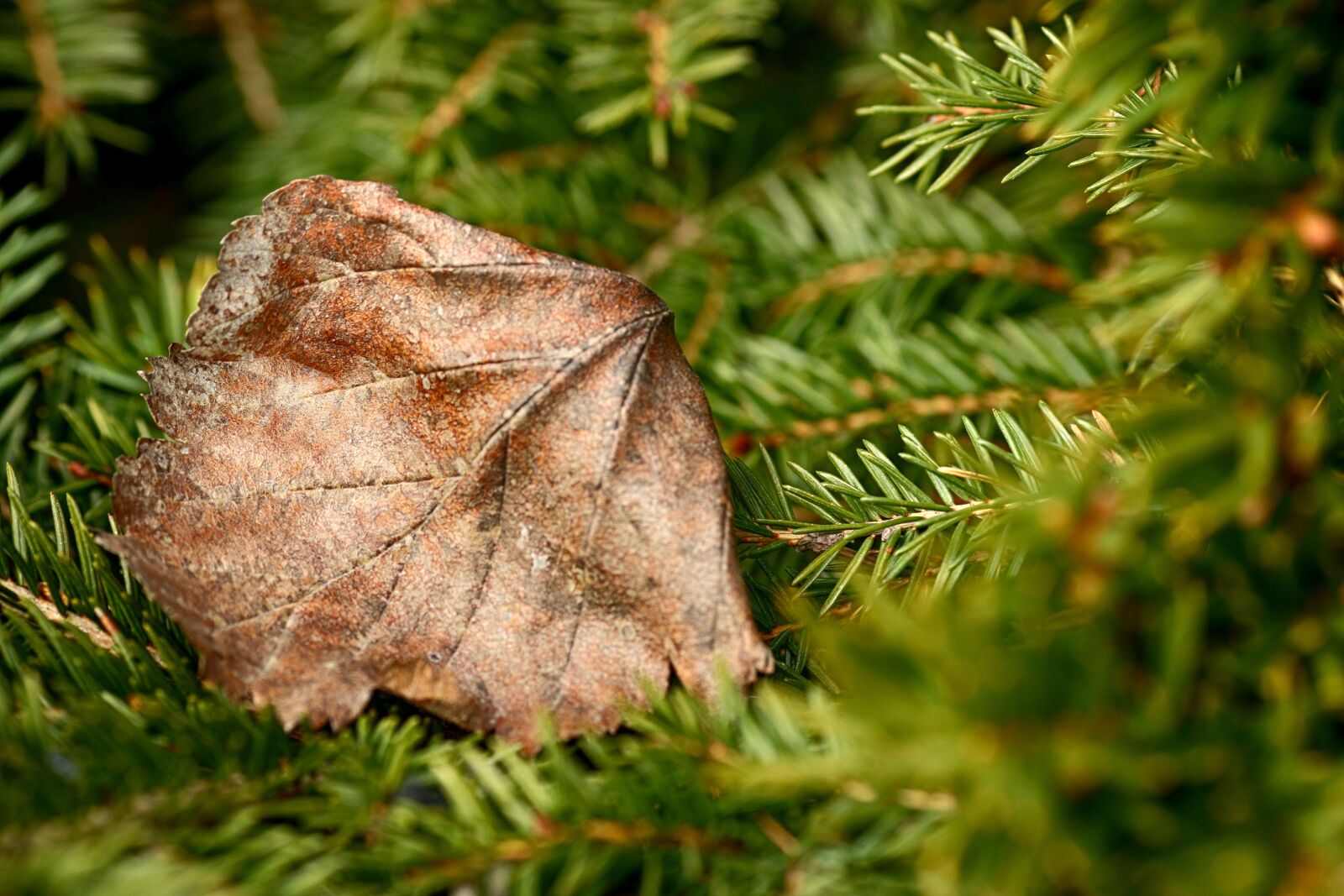 Canon EOS 7D Mark II + Canon EF 135mm F2L USM sample photo. Tree, nature, pine photography