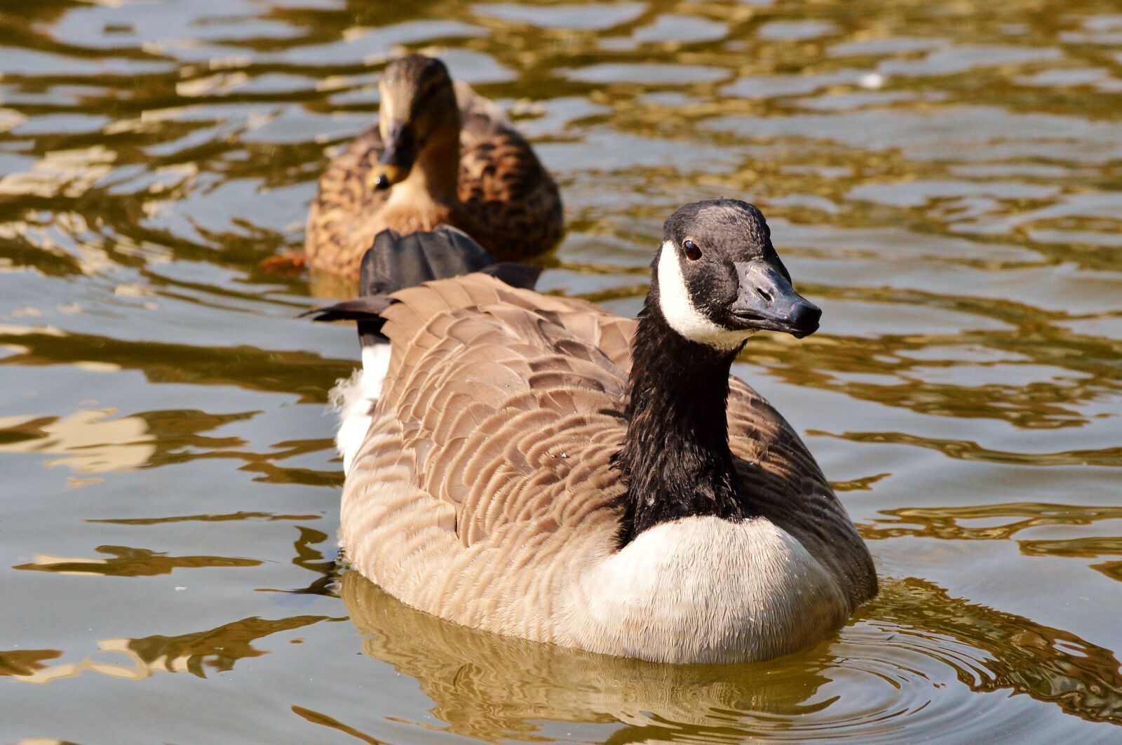 Nikon D3200 sample photo. Wild goose, goose, water photography