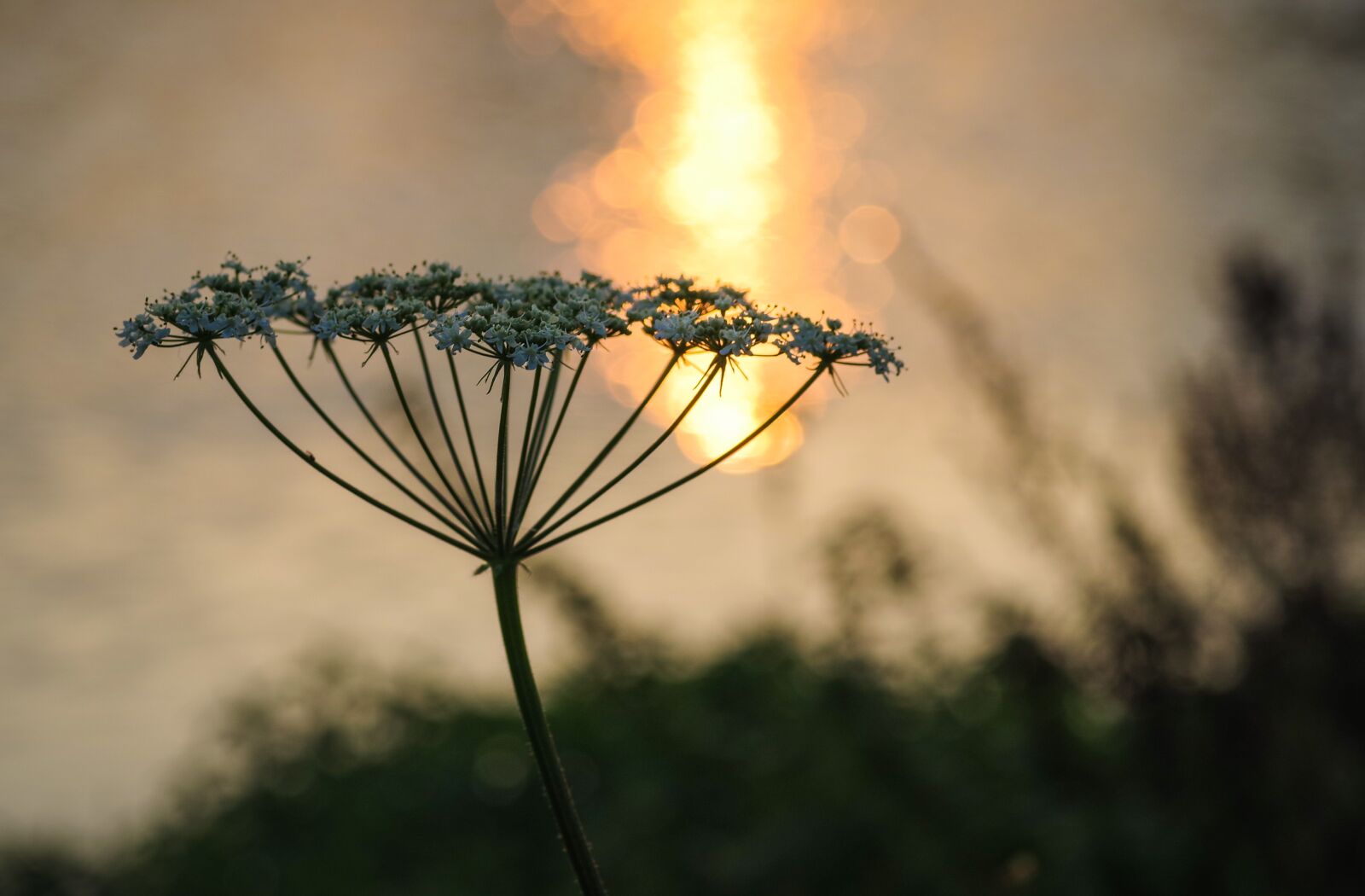 Pentax smc D-FA 100mm F2.8 Macro WR sample photo. Wild carrot, flower, the photography