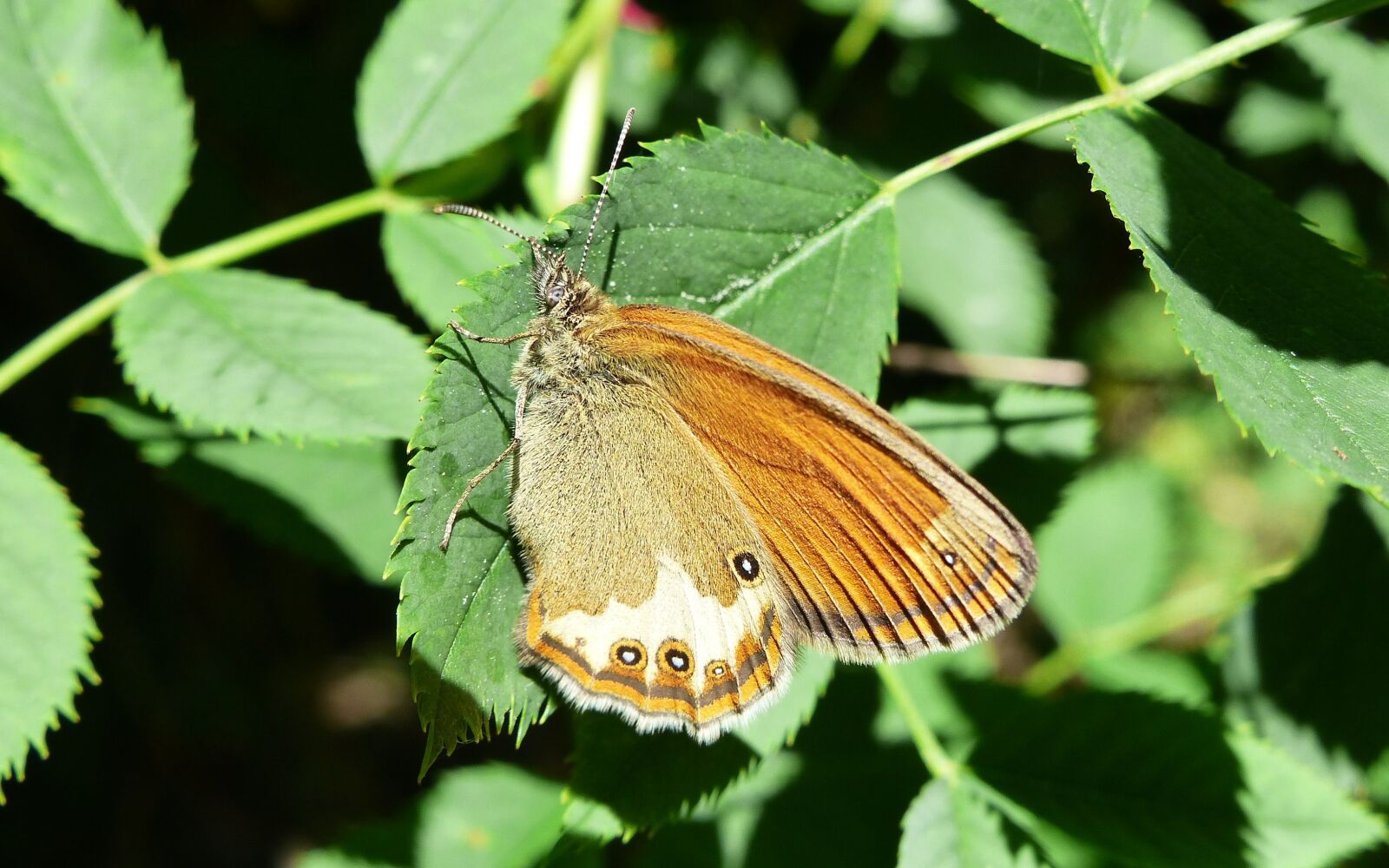Panasonic Lumix DMC-FZ200 sample photo. Butterfly day, insect, nature photography