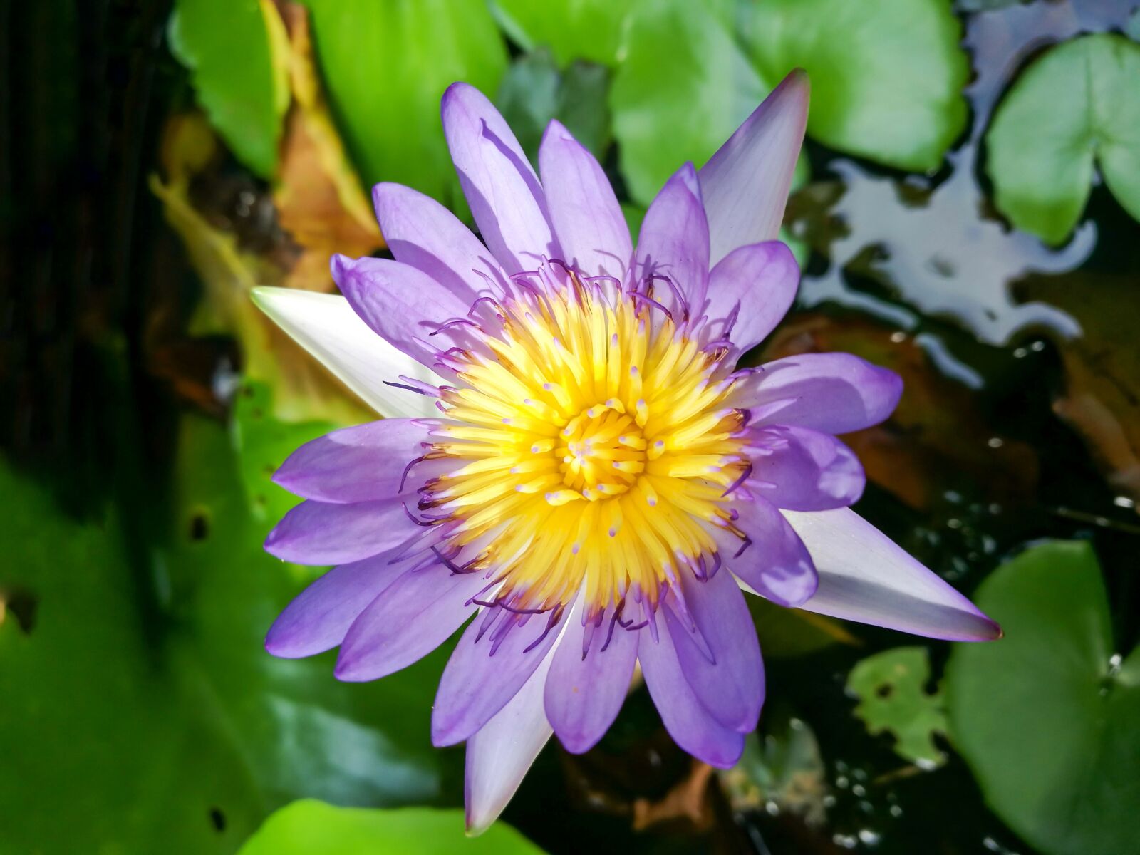 HUAWEI P9 sample photo. Purple, color, green photography
