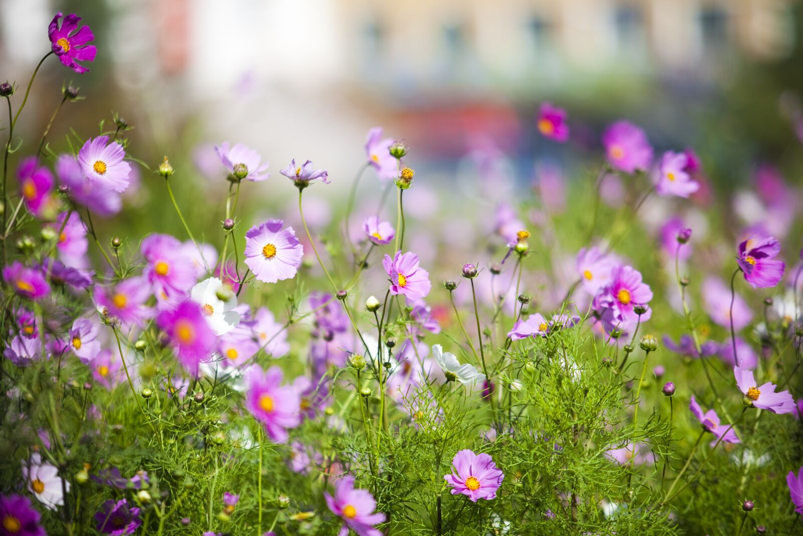 Canon EOS 5D Mark II sample photo. Grassland, little flower, pure photography
