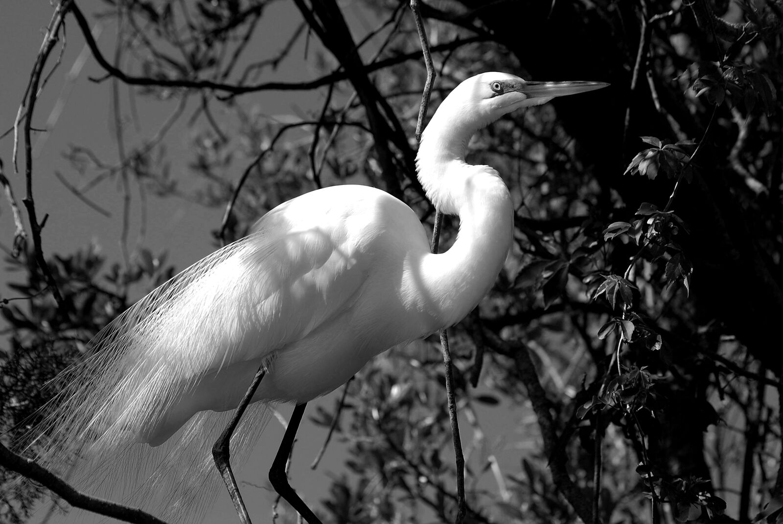 Nikon D200 sample photo. Great white egret, heron photography