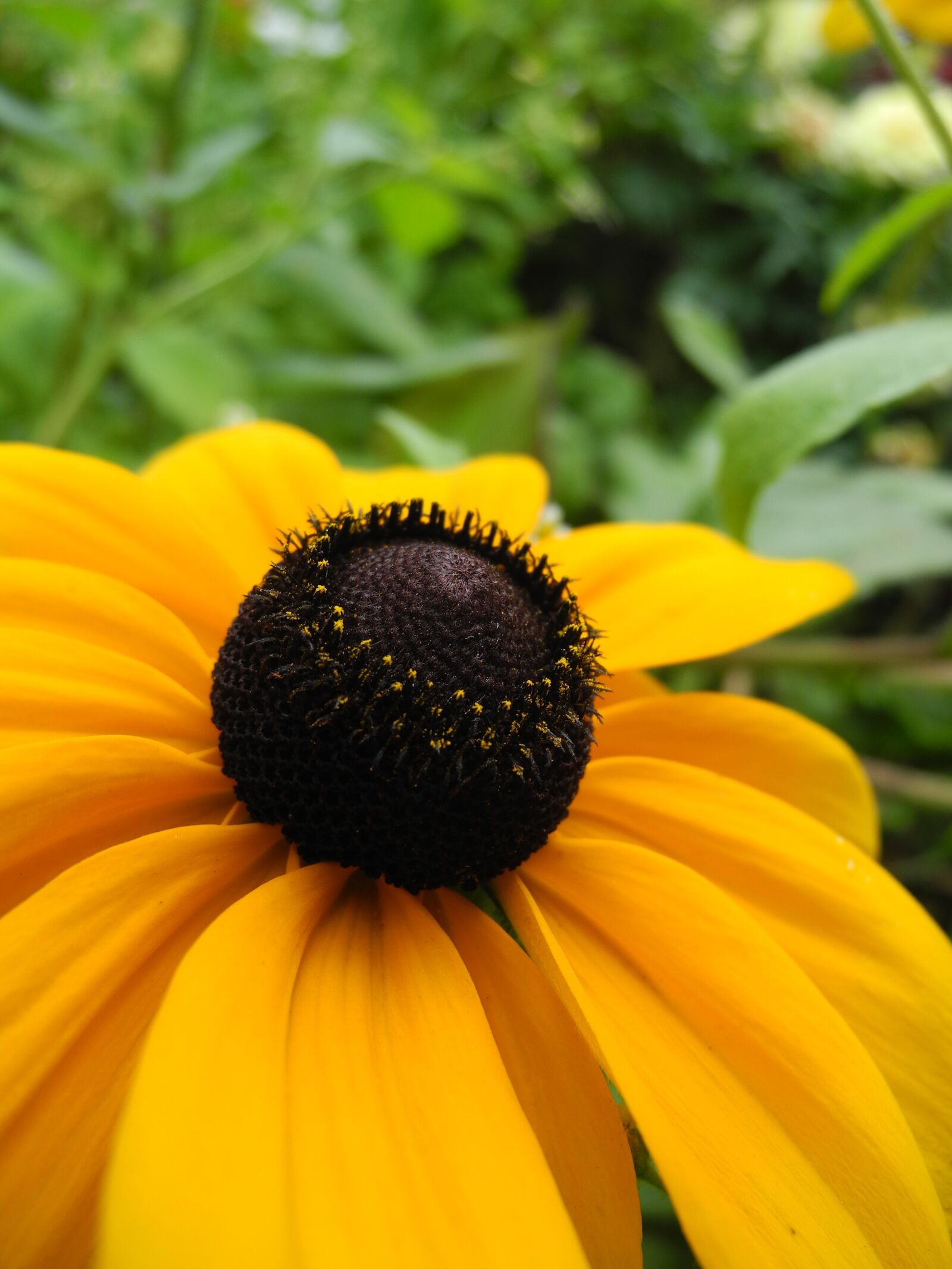 Nikon Coolpix P7000 sample photo. Flower, yellow petals, garden photography