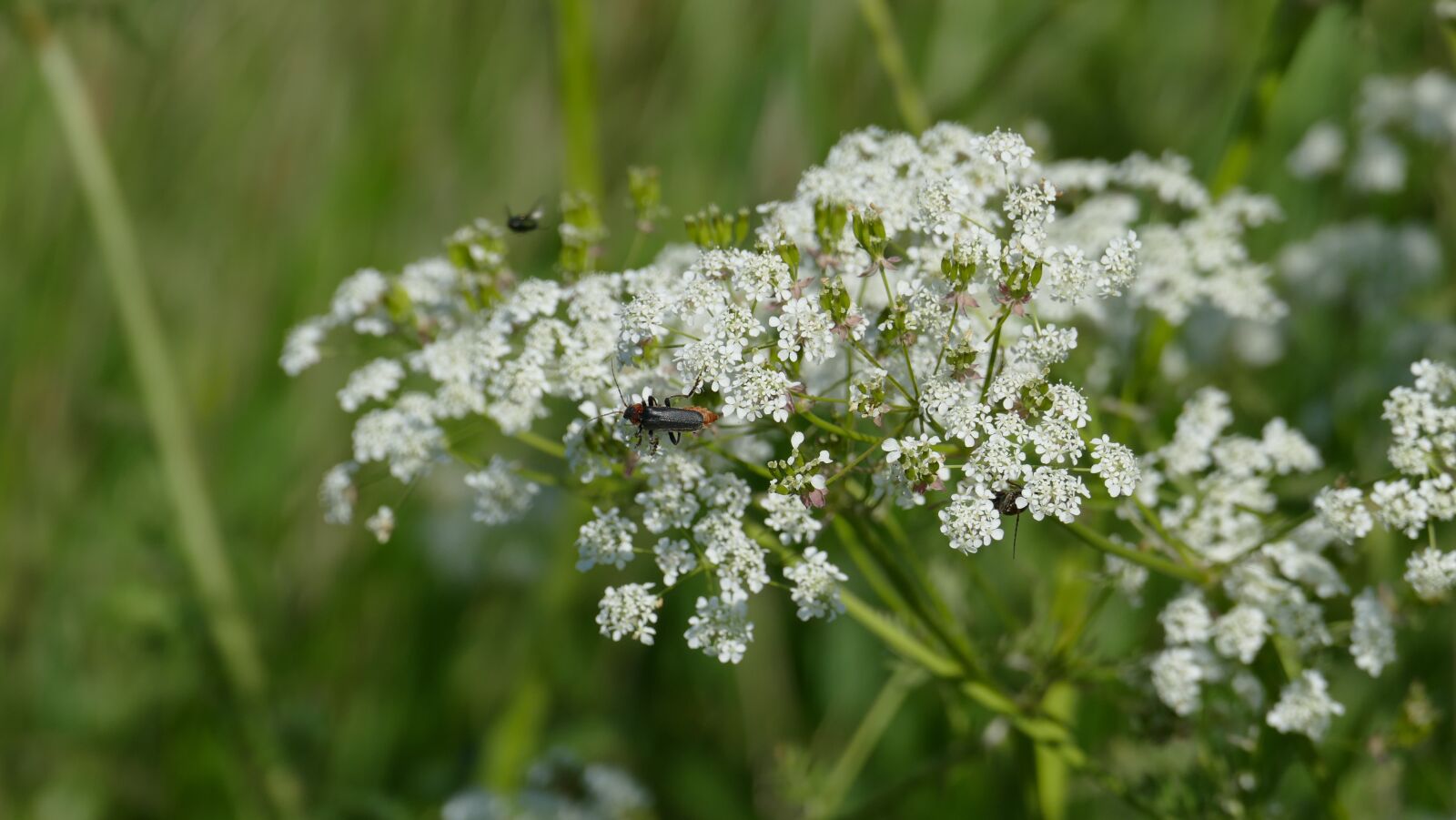 Leica V-Lux (Typ 114) sample photo. Meadow, chervil, white photography